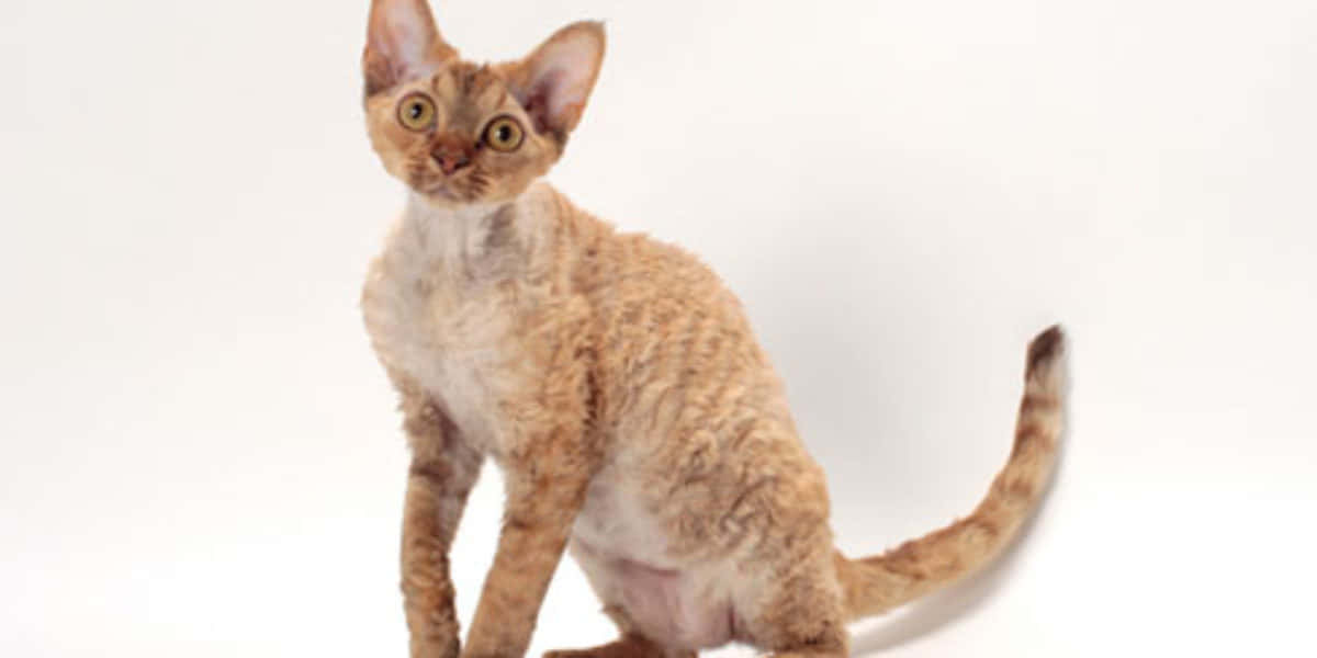 Devon Rex 桌布 壁紙 — 一隻好奇嘅薑貓，有曲毛同大眼，警覺咁坐喺純白背景前。