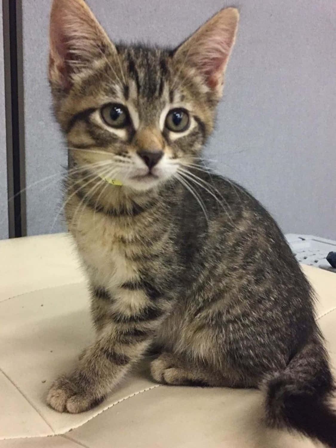Brazilian Shorthair 桌布 壁紙 — 一隻好奇嘅虎斑貓BB，有對綠色大眼仔，警覺咁坐喺灰色牆前面嘅米色咕𠱸上面。