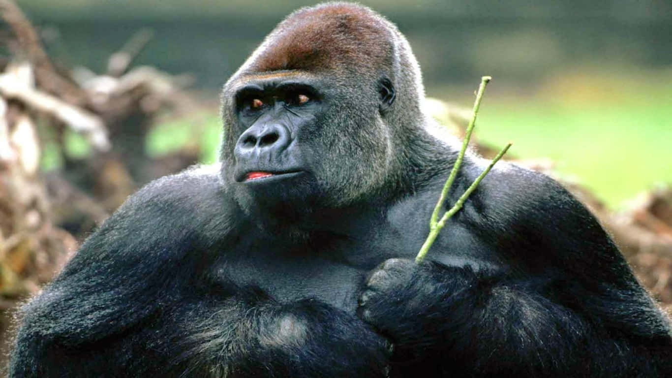 一隻好奇的 gorilla 從其棲息地向外張望 壁紙 — 一隻威嚴的銀背大猩猩，深色毛髮，棕色冠毛，手持綠色樹枝，在茂密的森林環境中專注地凝視。
