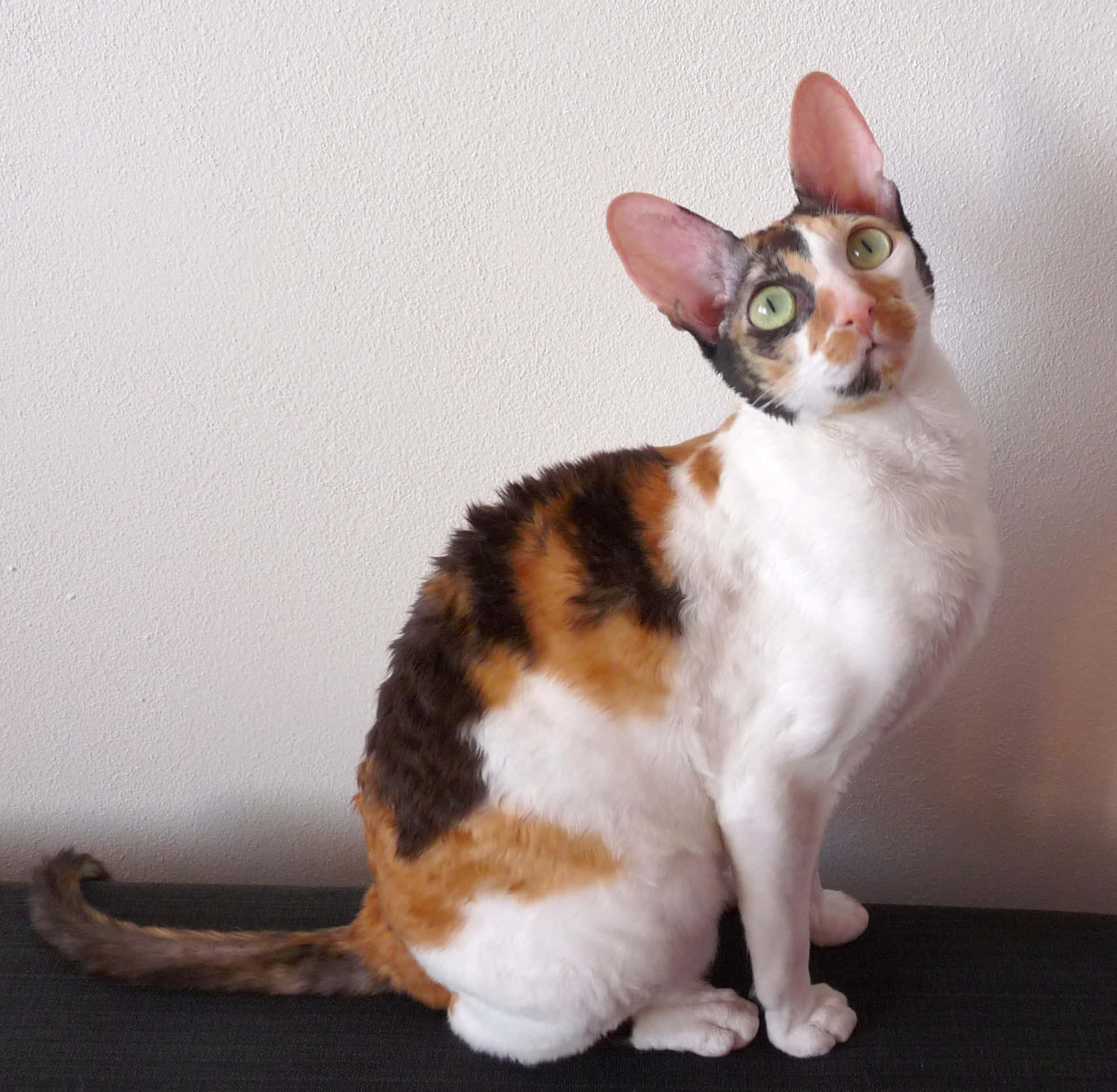 Cornish Rex 桌布 壁紙 — 一隻好奇的三色貓，有著大大的綠色眼睛和超大的耳朵，警覺地坐在深色表面上，背景是純白色的牆壁。