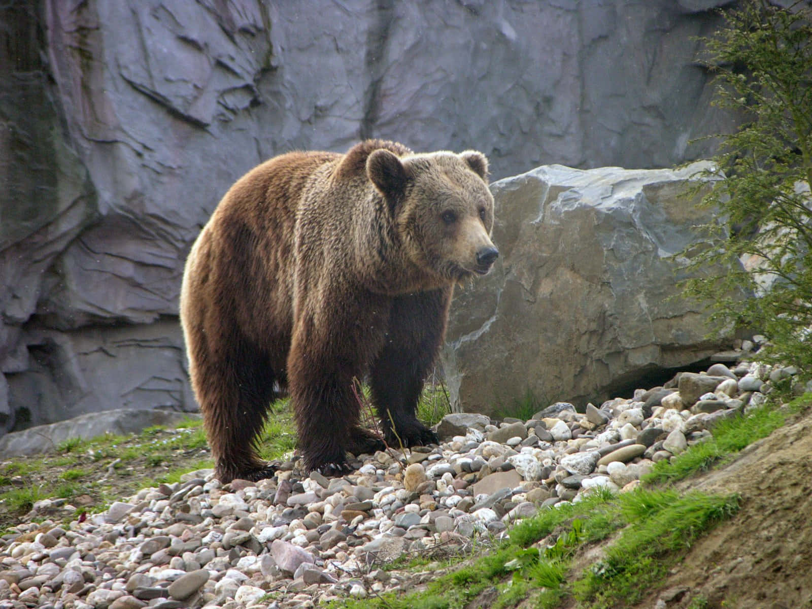 一隻好奇的大象在動物園張望 壁紙 — 一隻大棕熊警覺地站在岩石斜坡上，身後有長滿苔蘚的石頭和灰色懸崖。
