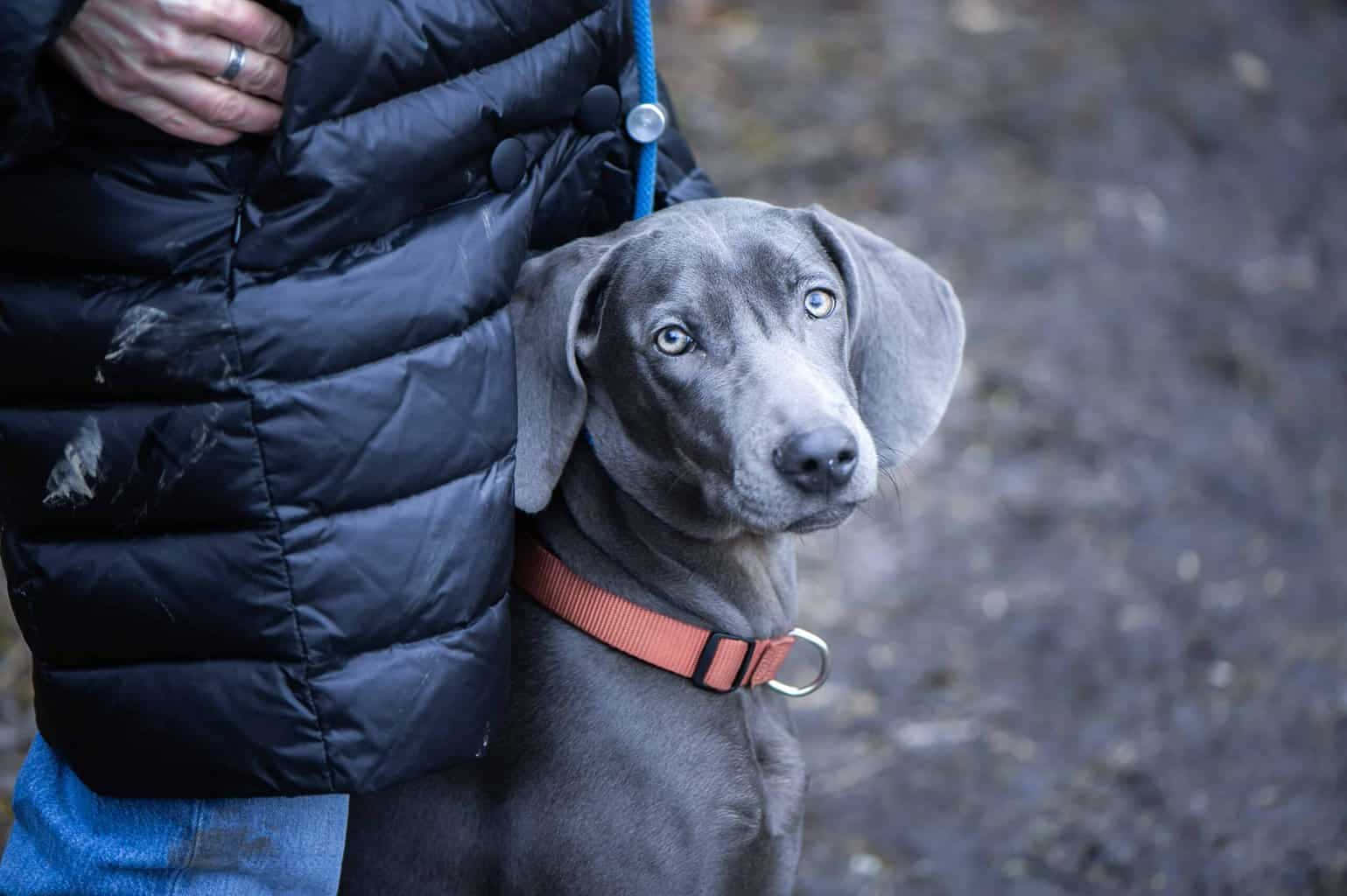 灰色威瑪獵犬幼犬，藍色眼睛，戴紅色項圈，旁邊是穿黑色外套的人。