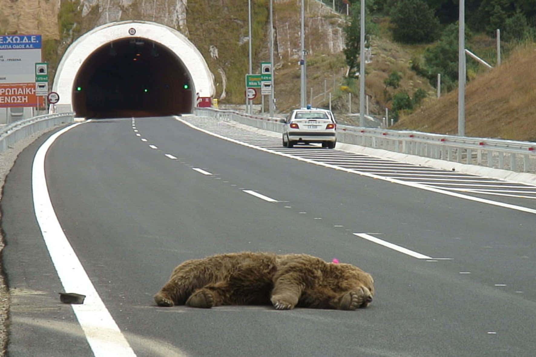 一頭在隧道附近山路上睡覺的棕熊，警車正在靠近。