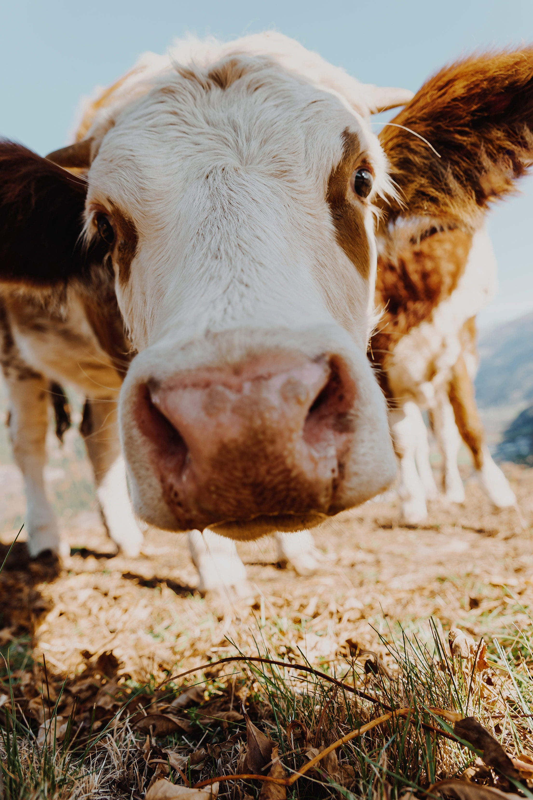 Brown Cow 桌布 壁紙 — 一隻好奇的棕白相間的牛在陽光明媚的田野中直視鏡頭的特寫，背景是模糊的山脈。