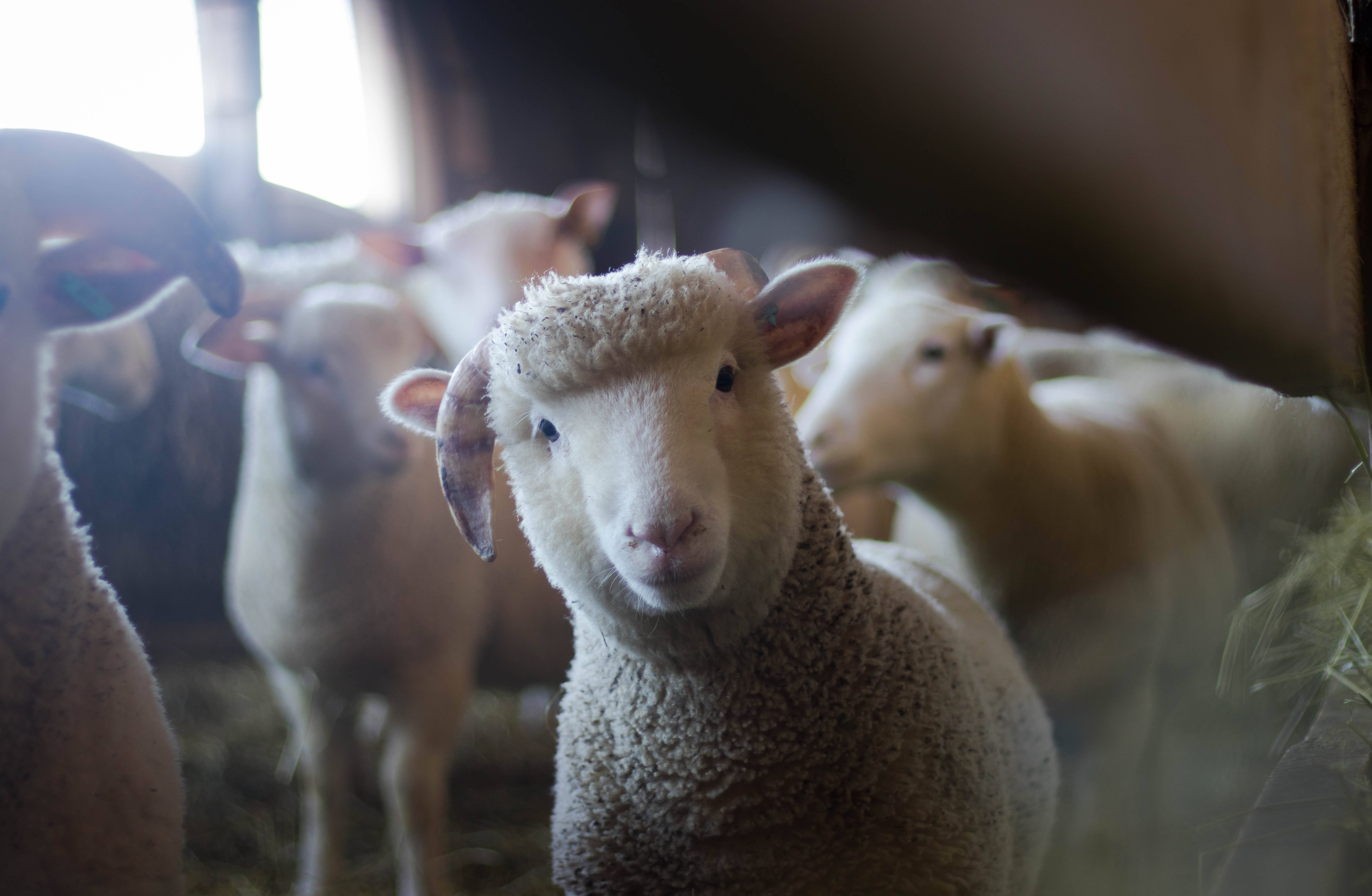 Sheep 桌布 壁紙 — 一隻好奇的白羊，毛茸茸的羊毛，在一個光線昏暗、充滿乾草和其他羊的穀倉裡直視鏡頭。