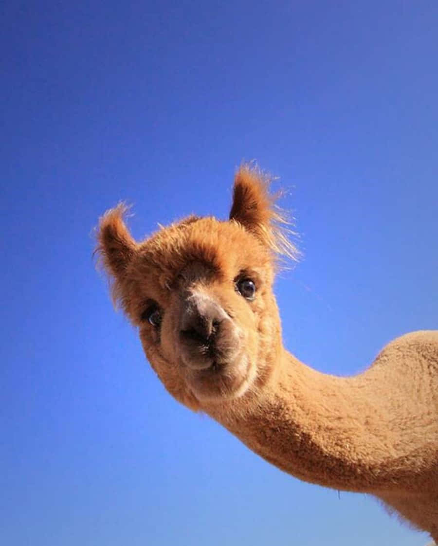 Alpaca 桌布 壁紙 — 一隻好奇的羊駝，擁有蓬鬆的棕色毛髮，在清澈的藍天下俯視著相機。