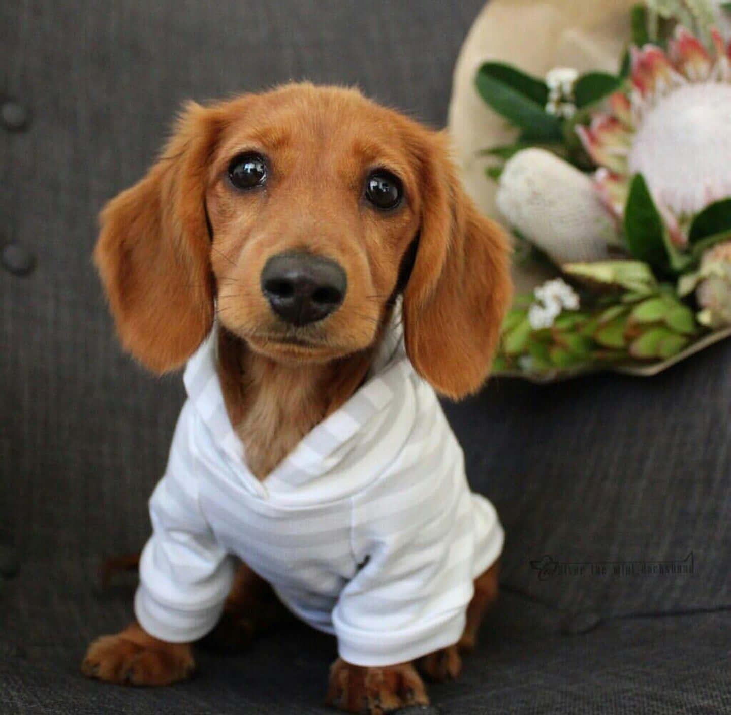 一隻穿著白色條紋襯衫的臘腸犬幼犬坐在沙發上，旁邊有花。