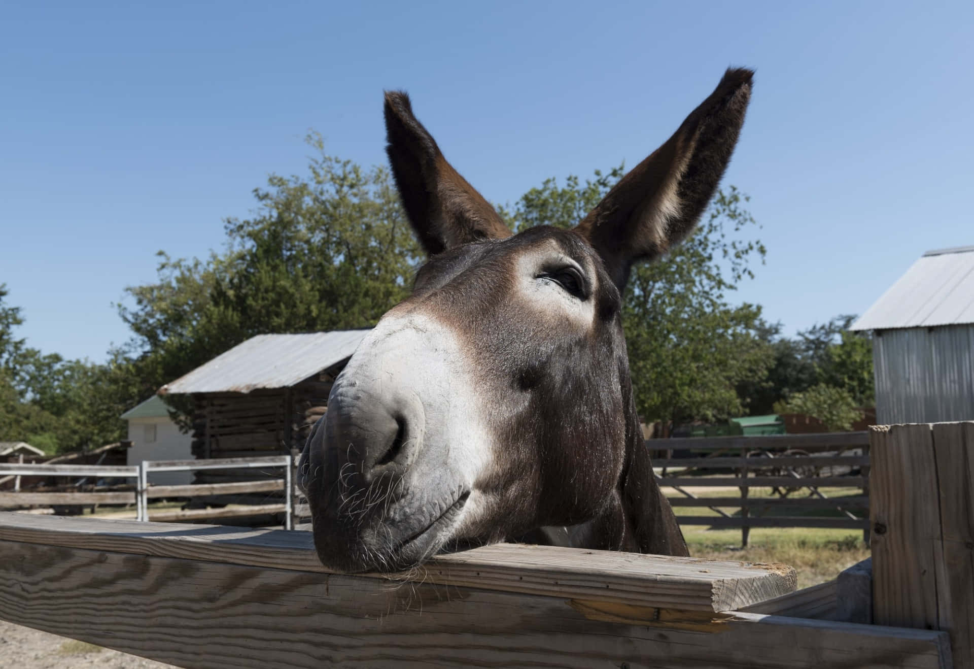 Mule 桌布 壁紙 — 一隻好奇的驢子喺陽光普照嘅農場上，越過木柵欄窺視，背景有質樸嘅穀倉同翠綠嘅樹木。