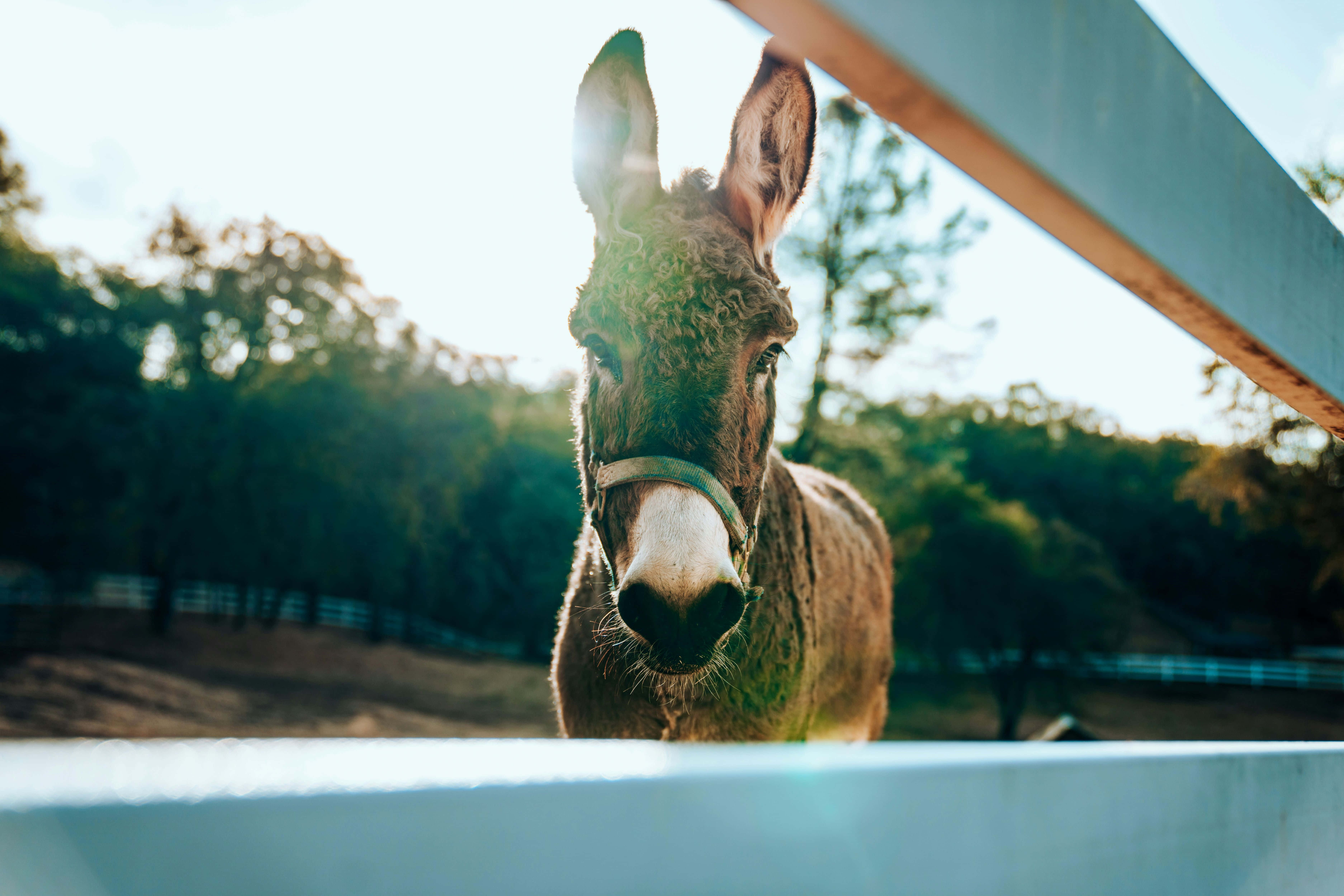 Mule 桌布 壁紙 — 一隻好奇的驢子越過圍欄窺視，陽光在牠的耳朵上閃爍，背景是綠樹。