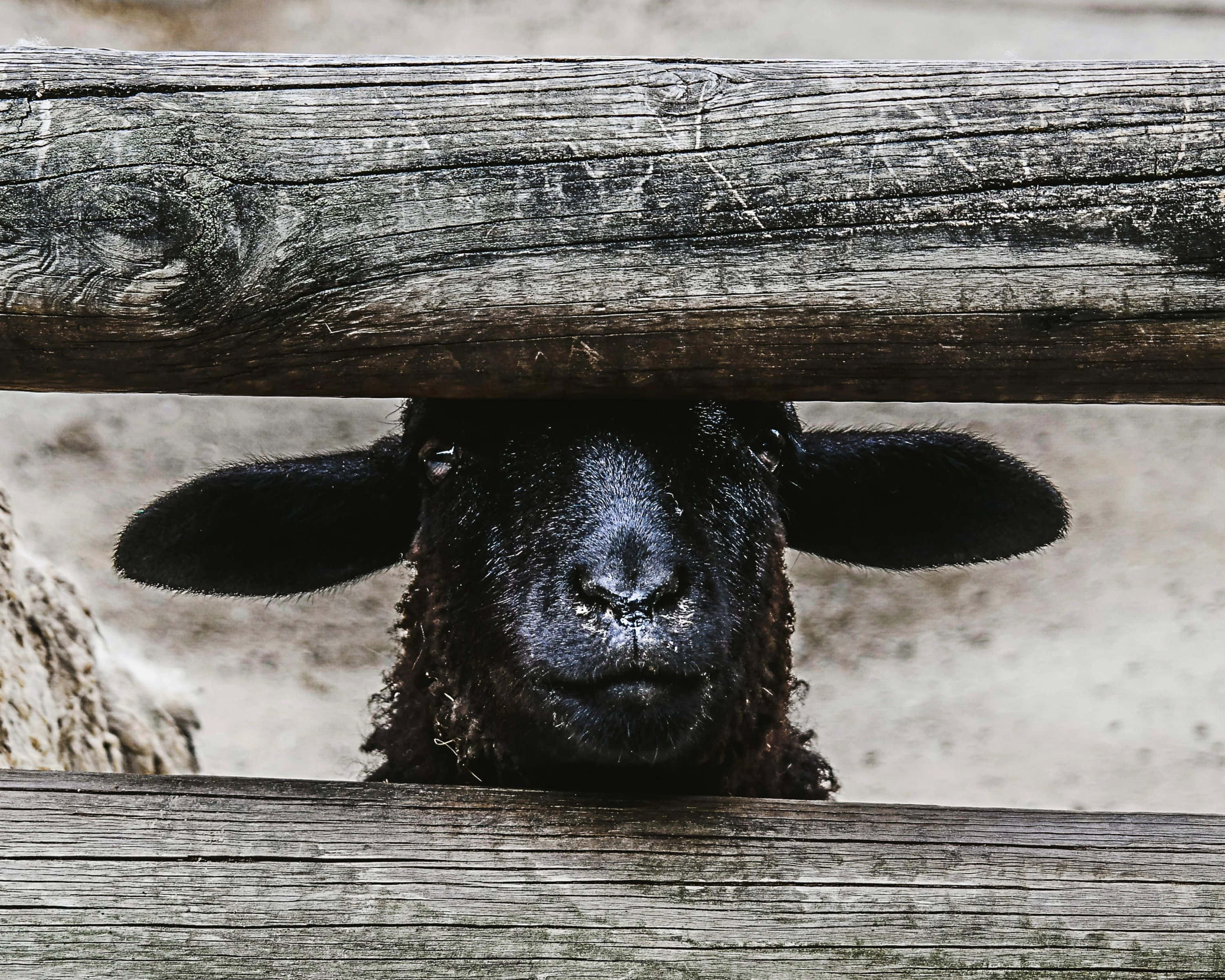 Black Sheep 桌布 壁紙 — 一隻好奇的黑羊透過風化的木柵欄縫隙，用銳利的眼睛窺視。