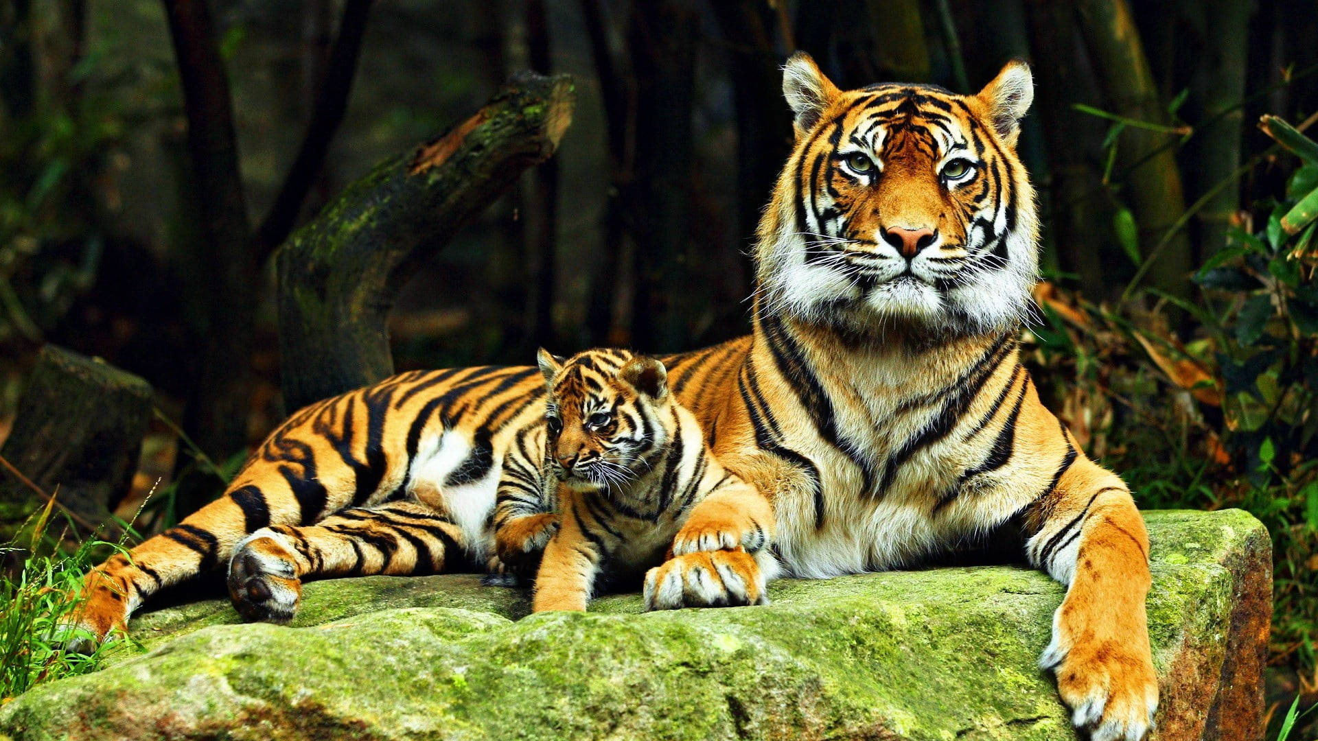 harimau 桌布 壁紙 — 一隻威嚴的成年老虎和牠的幼崽一起在茂密森林中的苔蘚岩石上休息，平靜地凝視著觀看者。