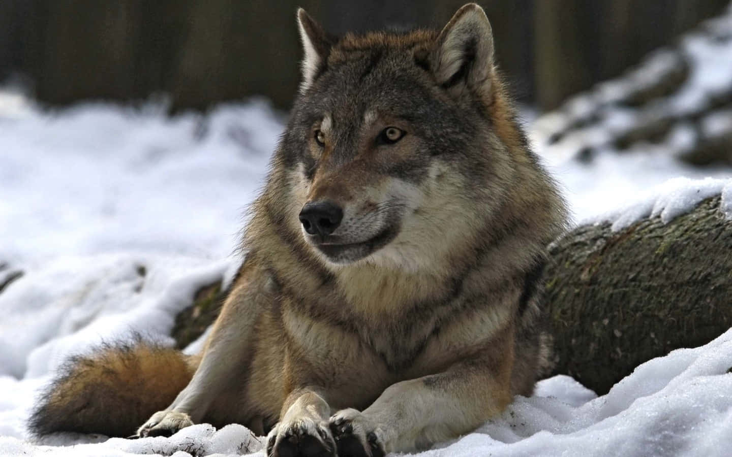 Alpha Wolf 桌布 壁紙 — 一隻威嚴的灰狼在白雪覆蓋的森林空地中警覺地休息，擁有銳利的琥珀色眼睛。