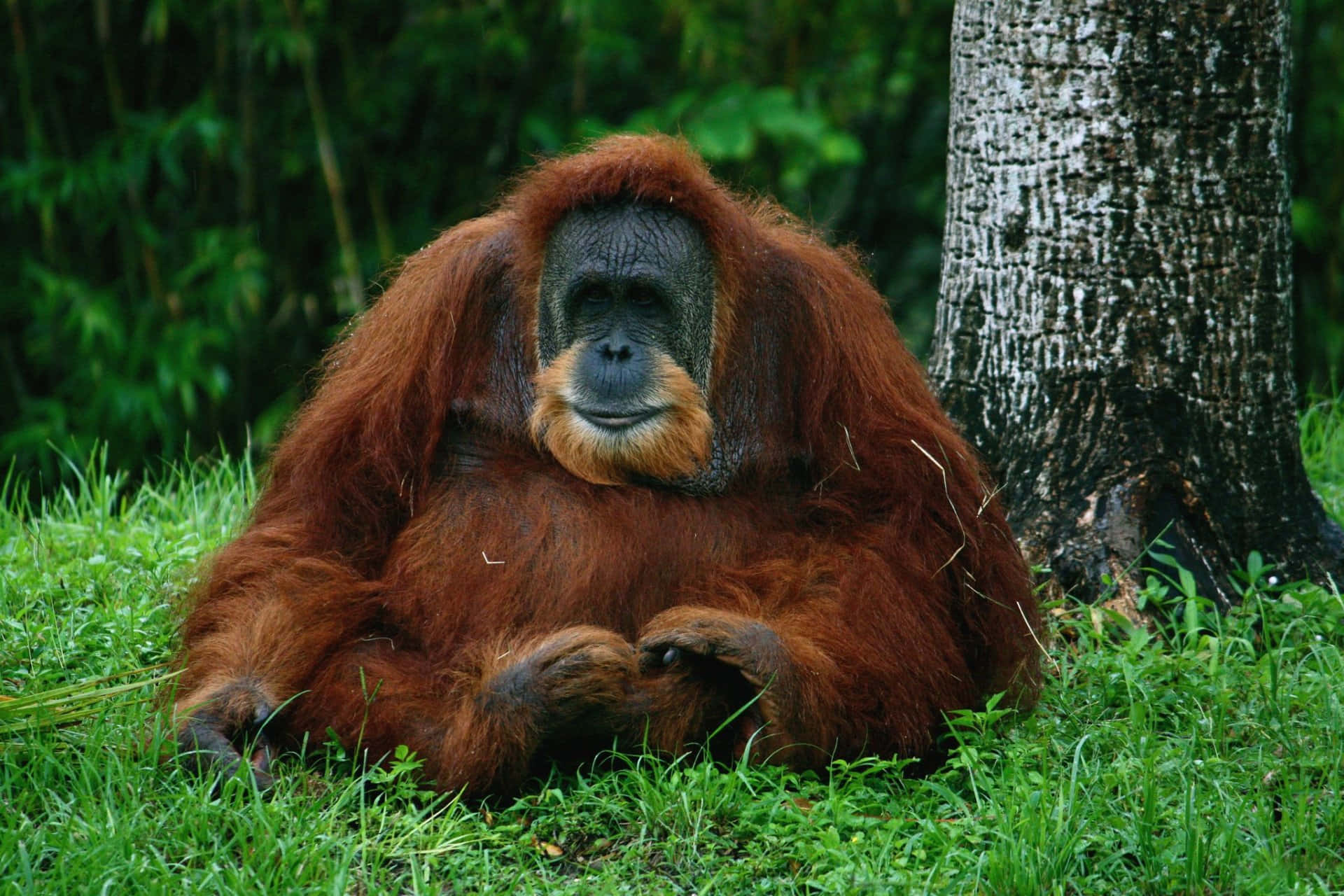 Orangutan 桌布 壁紙 — 一隻威嚴的猩猩，擁有濃密的紅棕色毛髮，平靜地坐在茂密森林中質感樹幹旁邊的鮮綠色草地上。