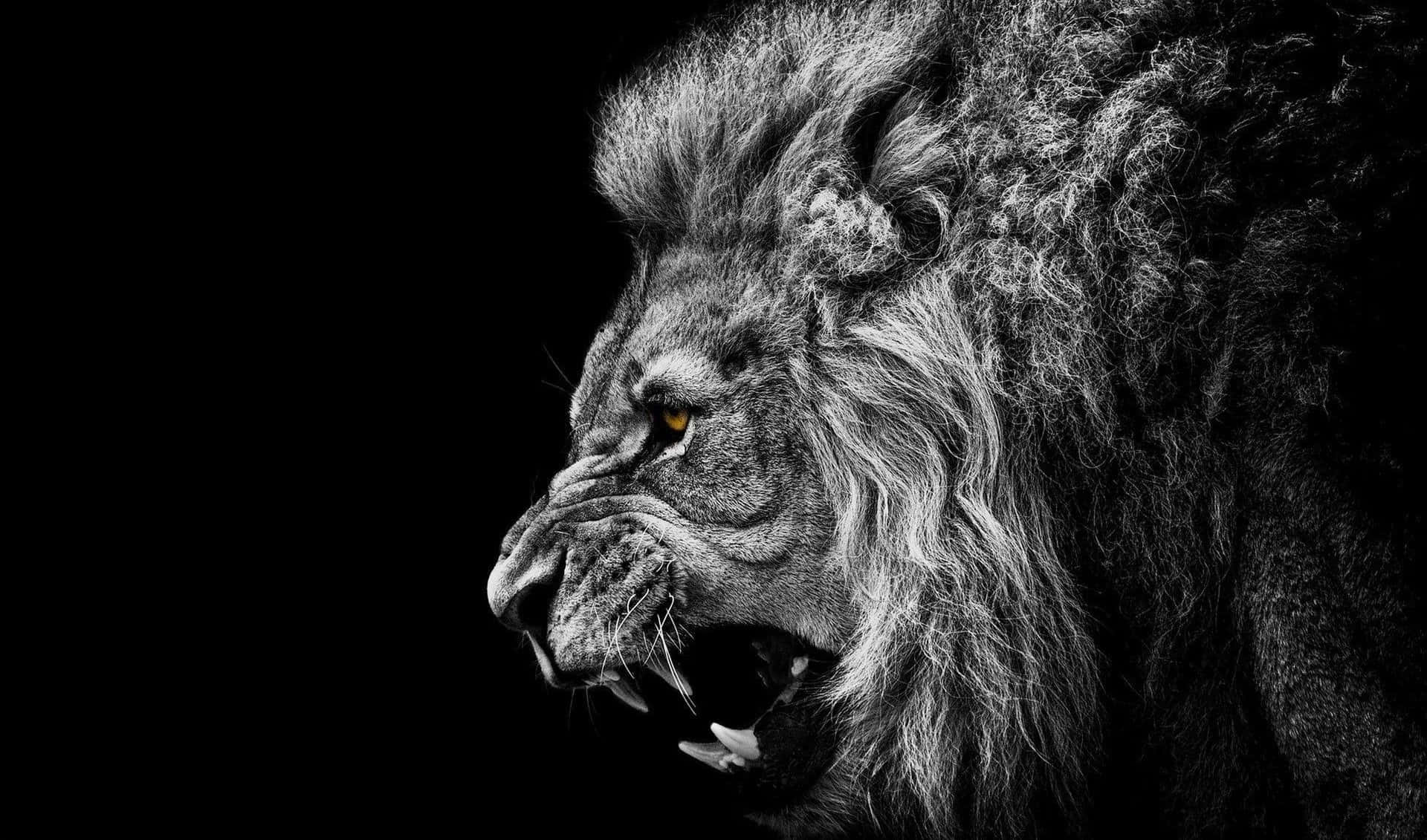 Black Lion 桌布 壁紙 — 一隻威嚴的獅子頭部，以單色呈現，琥珀色眼睛發光，露出牙齒，背景為純黑色。