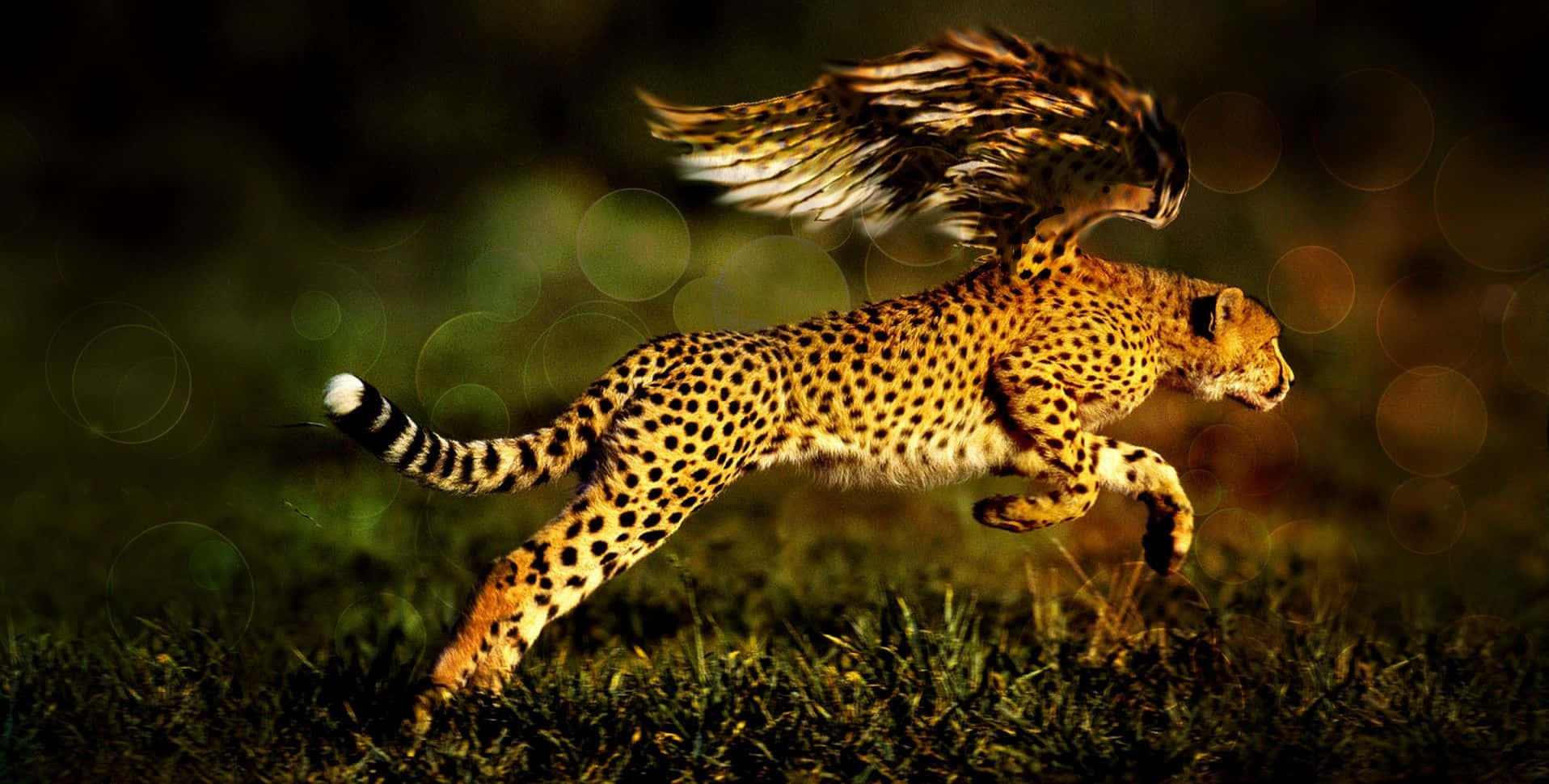 有翅膀的獵豹在日落時穿過草地