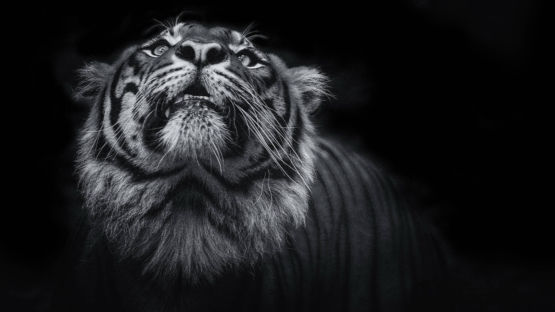 harimau 桌布 壁紙 — 一隻威嚴的老虎在高對比度的黑白背景下，用銳利的眼睛向上凝視著純黑背景。
