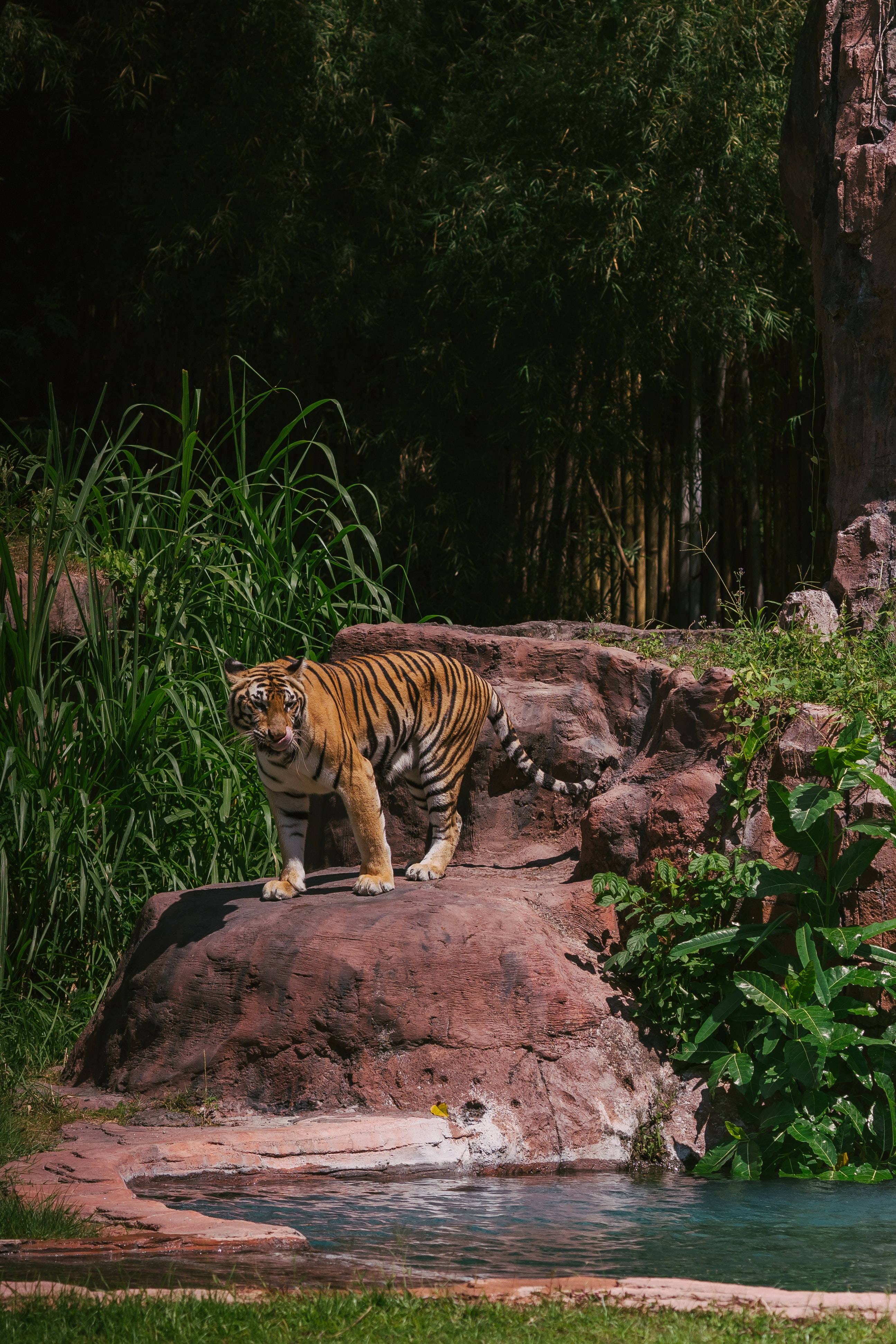 harimau 桌布 壁紙 — 一隻威嚴的老虎警覺地站在陽光普照的紅色岩石上，旁邊是一個被茂密綠色竹子和樹葉環繞的水池。