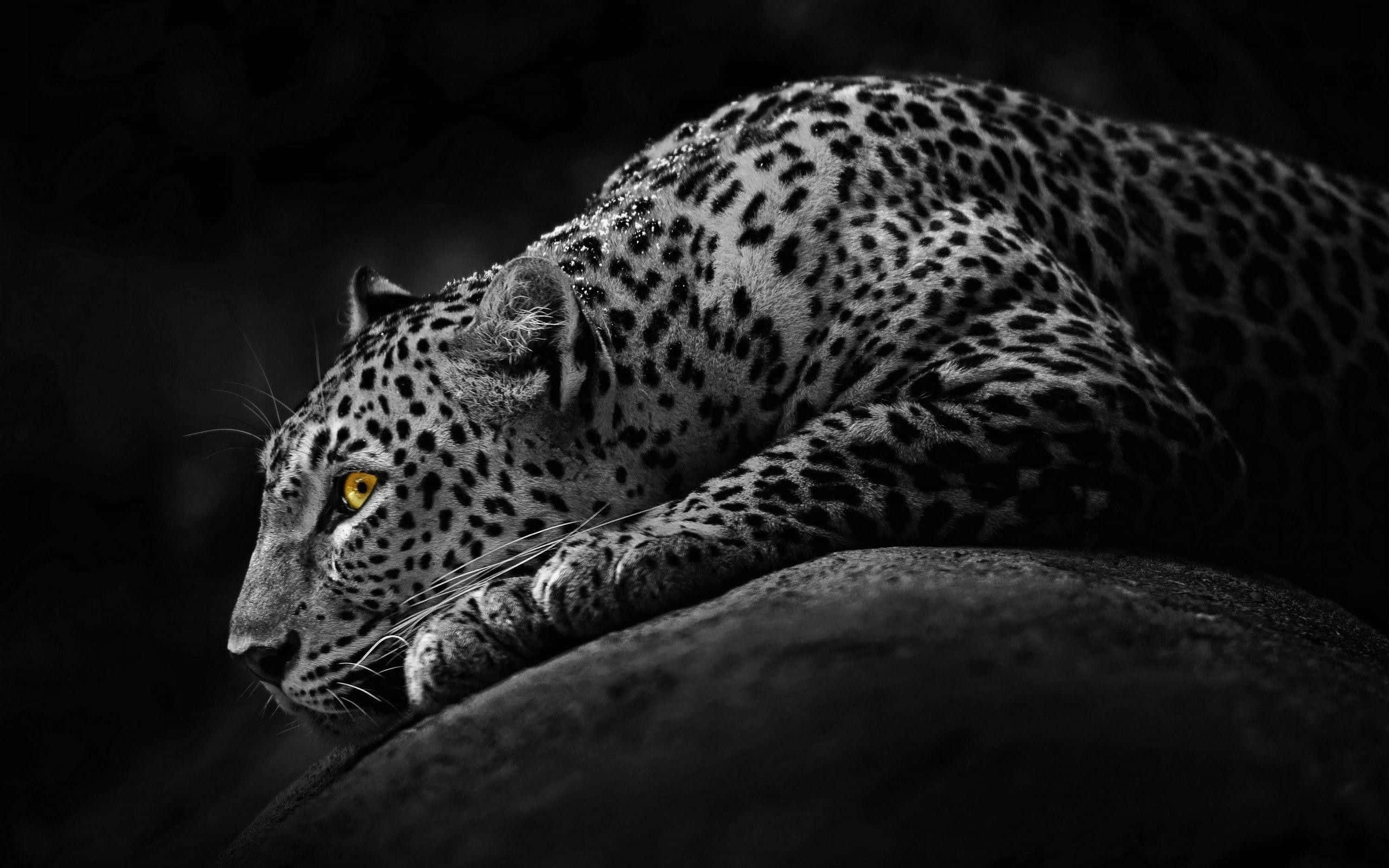 Black And White Animal 桌布 壁紙 — 一隻威嚴的豹在岩石上休息，銳利的黃色眼睛在鮮明的黑白背景下閃耀。