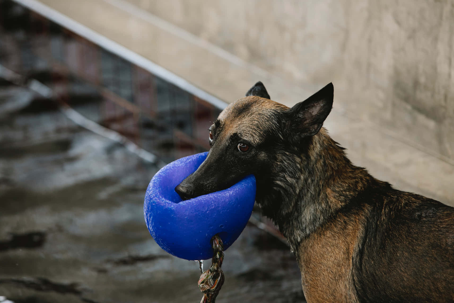 濕透嘅比利時瑪蓮萊犬用鏈條含住藍色浮標近水