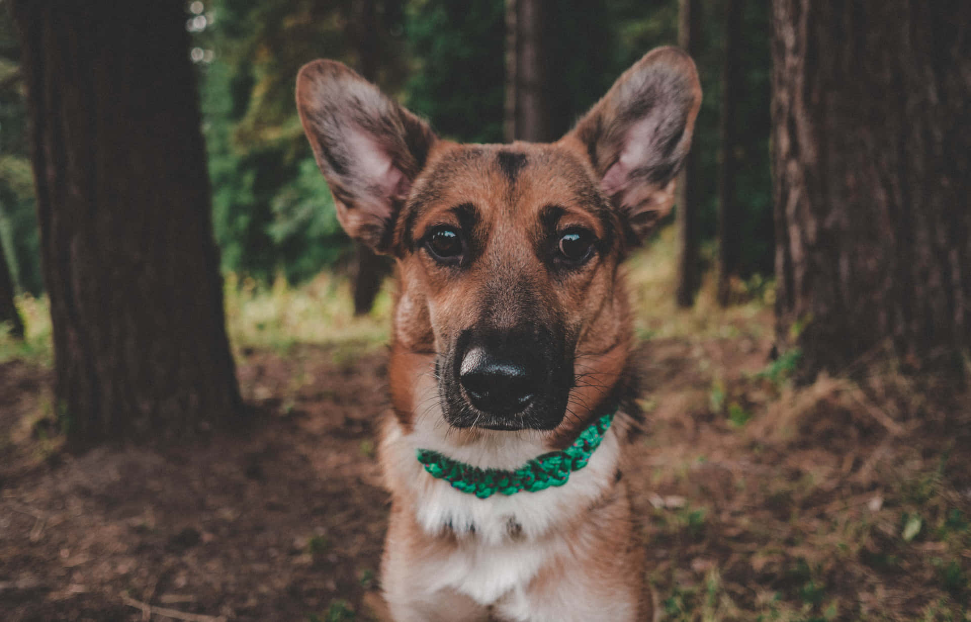 一隻德國牧羊犬在森林中戴著綠色編織項圈。