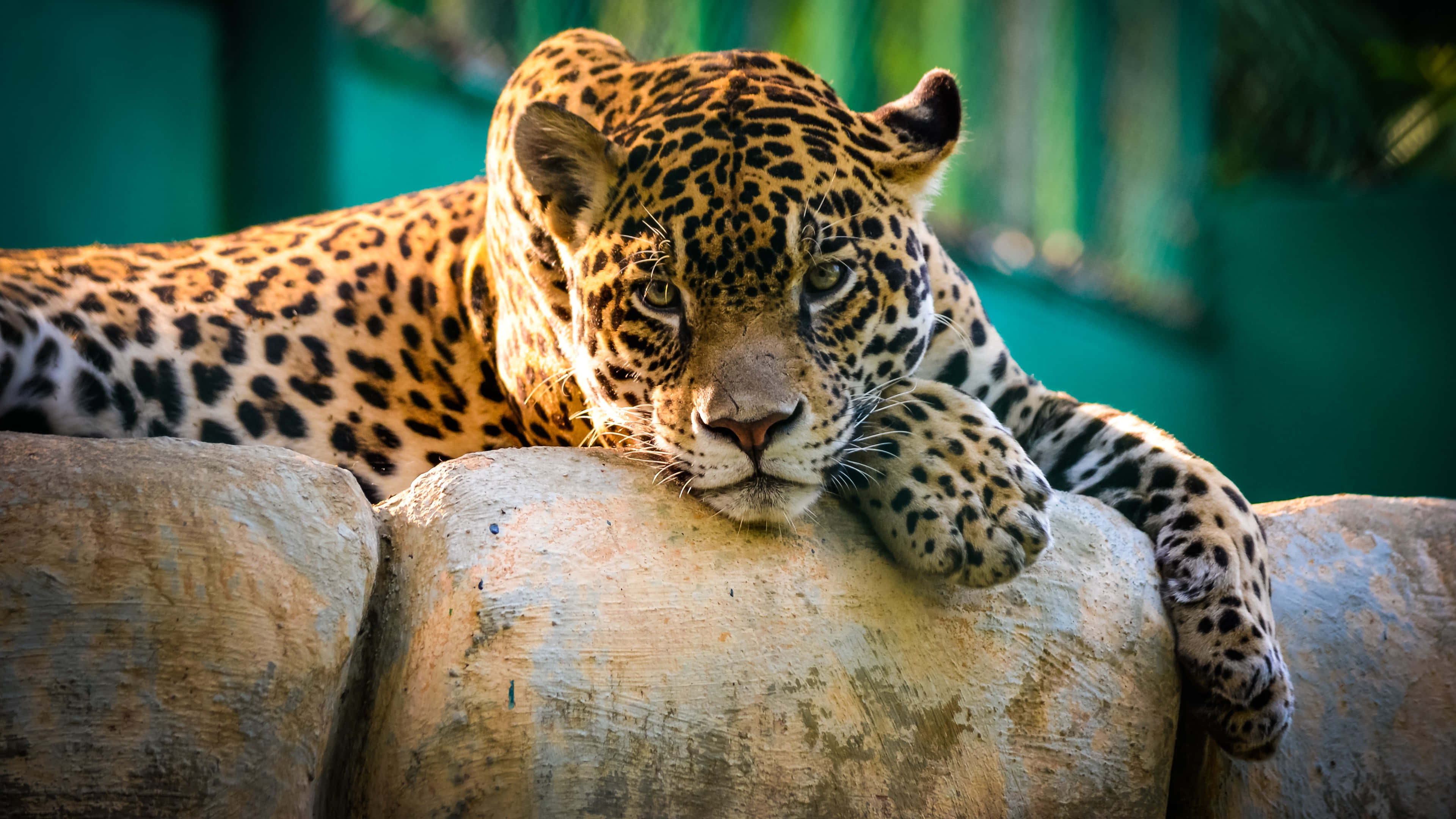 Wild Animals 桌布 壁紙 — 一隻威風凜凜的美洲豹將頭擱在石緣上，金色眼眸銳利地凝視前方，背景是模糊的綠色。
