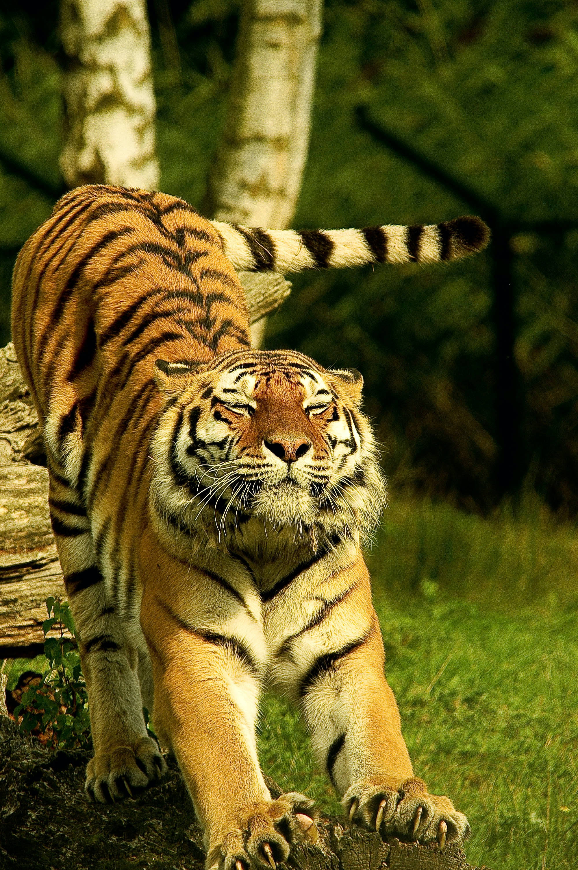 harimau 桌布 壁紙 — 一隻威風凜凜的老虎在陽光普照的森林空地中，於一根圓木上強而有力地伸展身體，周圍有白樺樹和綠草。