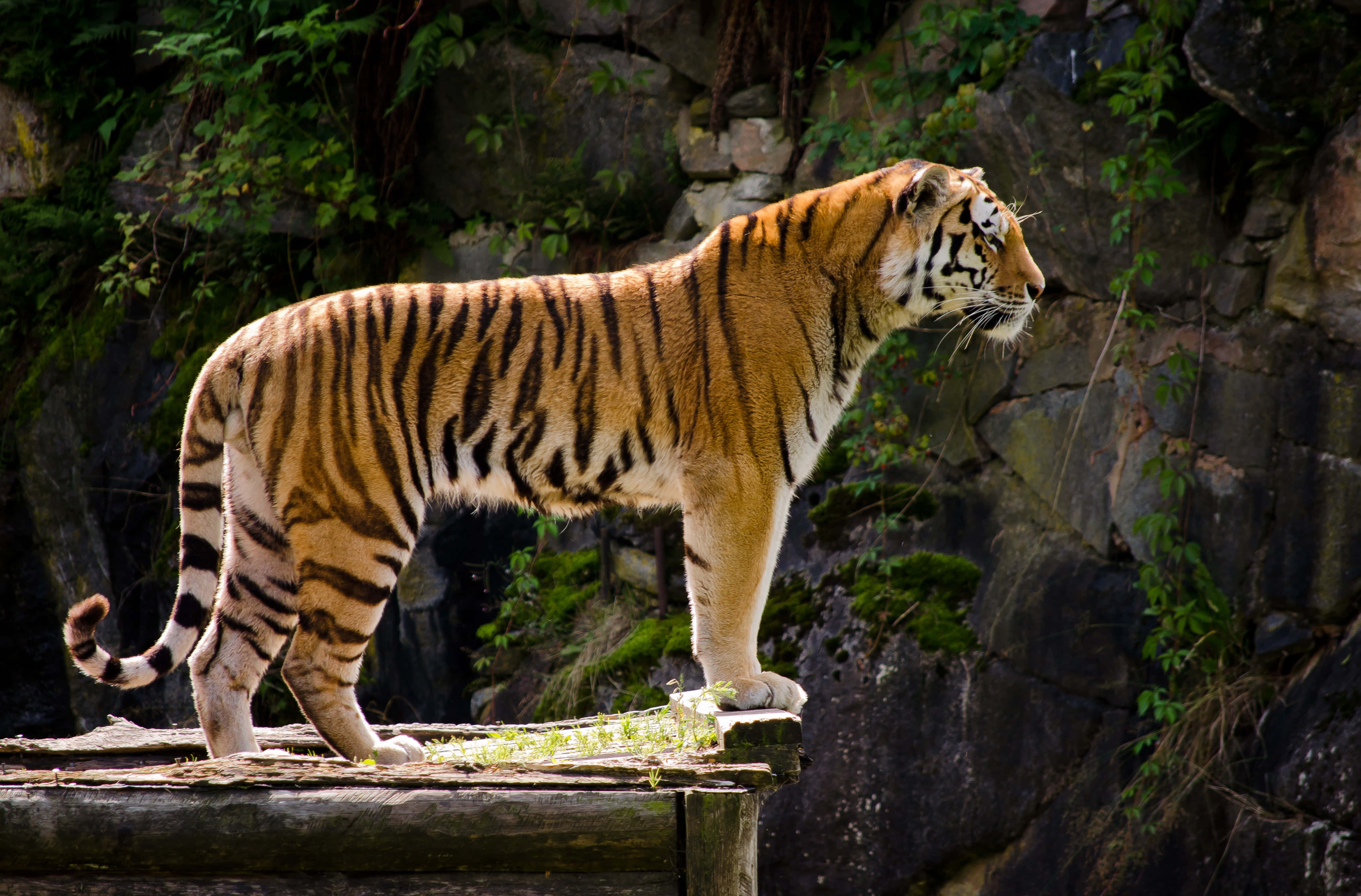 Wild Animals 桌布 壁紙 — 一隻威風的橙色老虎，帶有鮮明的黑色條紋，警覺地站在一個風化的木製平台上，背景是長滿苔蘚的岩石和茂密的綠色樹葉。