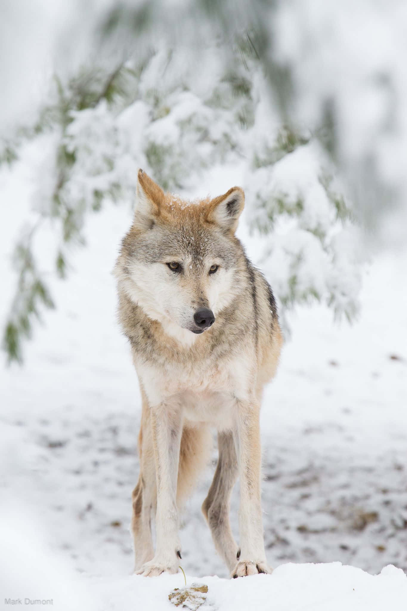 Wolf In Winter 桌布 壁紙 — 一隻孤狼在冬季森林中，於積雪深厚的雪地上，在掛滿雪的松樹枝下警覺地站立。