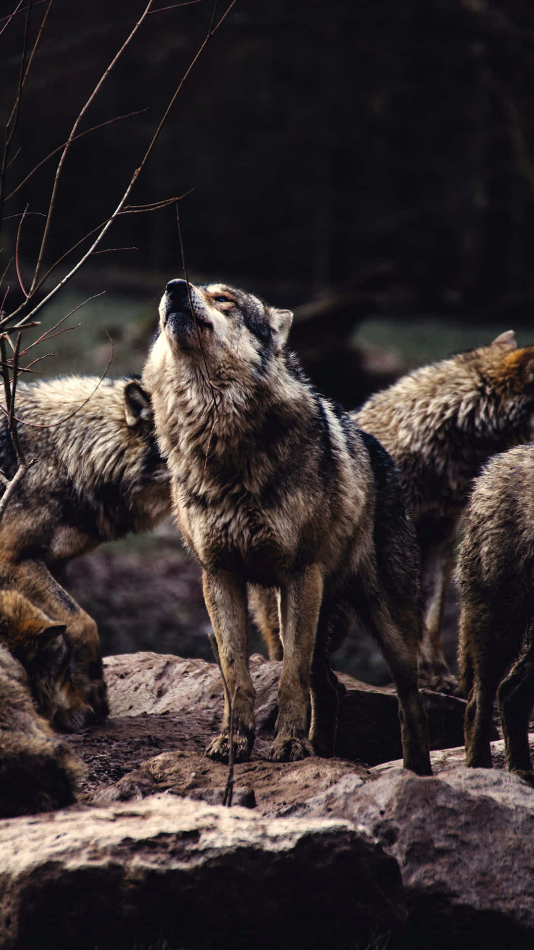 Alpha Wolf 桌布 壁紙 — 一隻孤狼在岩石露頭上向上嚎叫，其他狼隻則在昏暗的森林環境中聚集在附近。