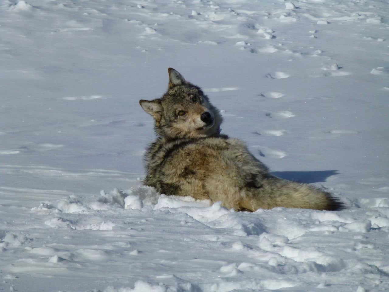 Wolf In Mountains 桌布 壁紙 — 一隻孤狼在深雪中休息，明亮的陽光投下清晰的陰影。