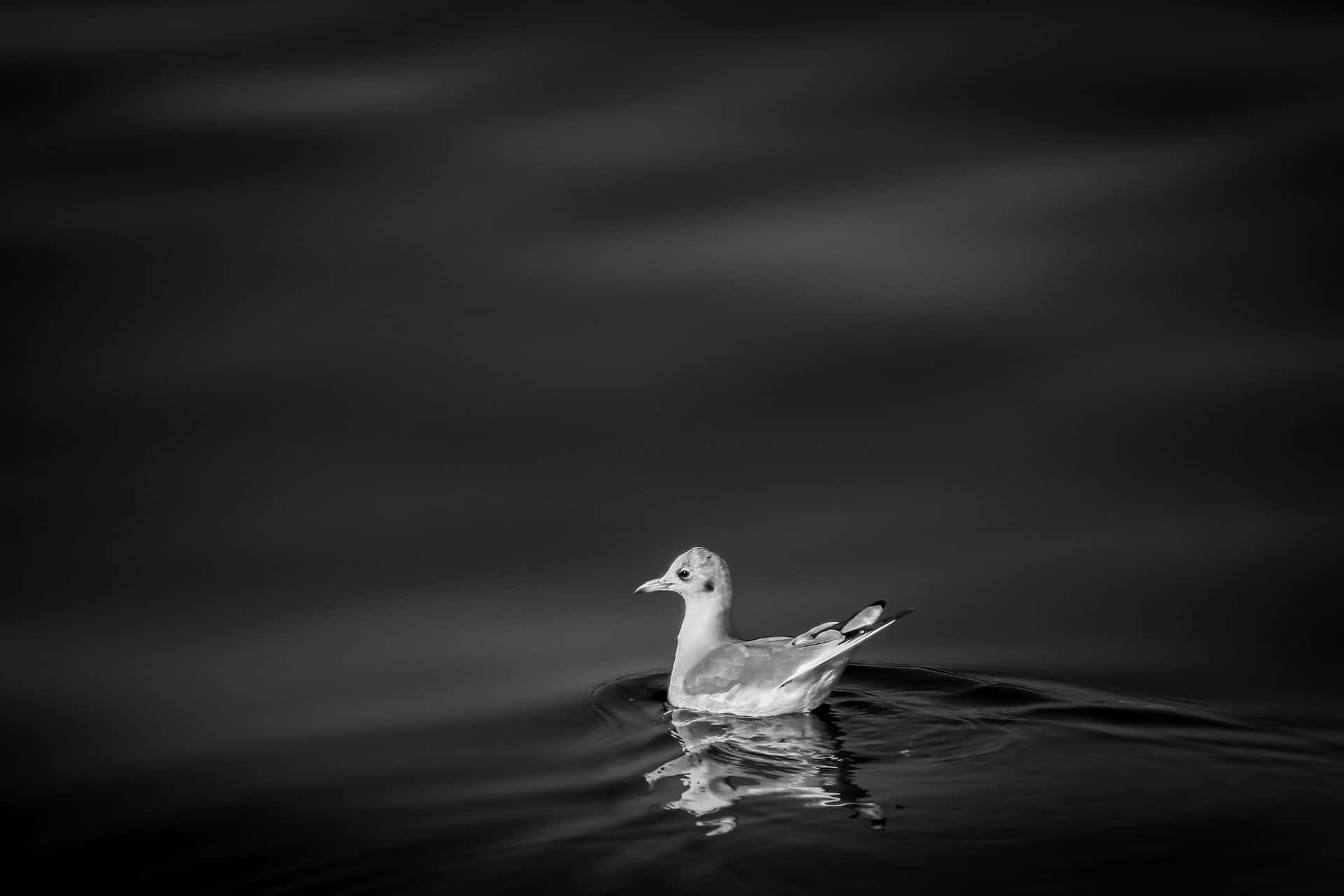 Black And White Animal 桌布 壁紙 — 一隻孤獨的海鷗在黑暗的水面上寧靜地漂浮，其倒影在下方泛起漣漪，構成鮮明的黑白畫面。