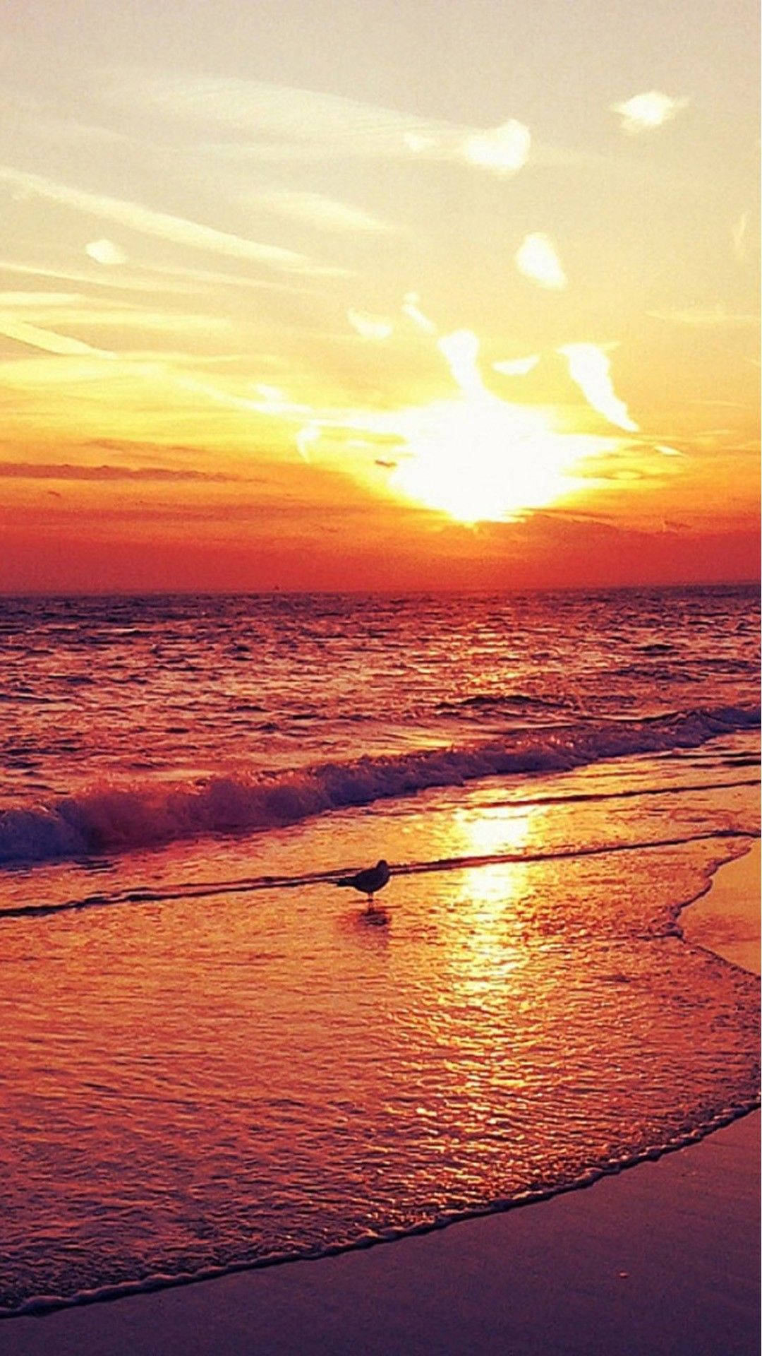 海灘 桌布 壁紙 — 一隻孤獨的海鷗站在淺海水中，太陽以火熱的橙色和金色色調在地平線上落下。