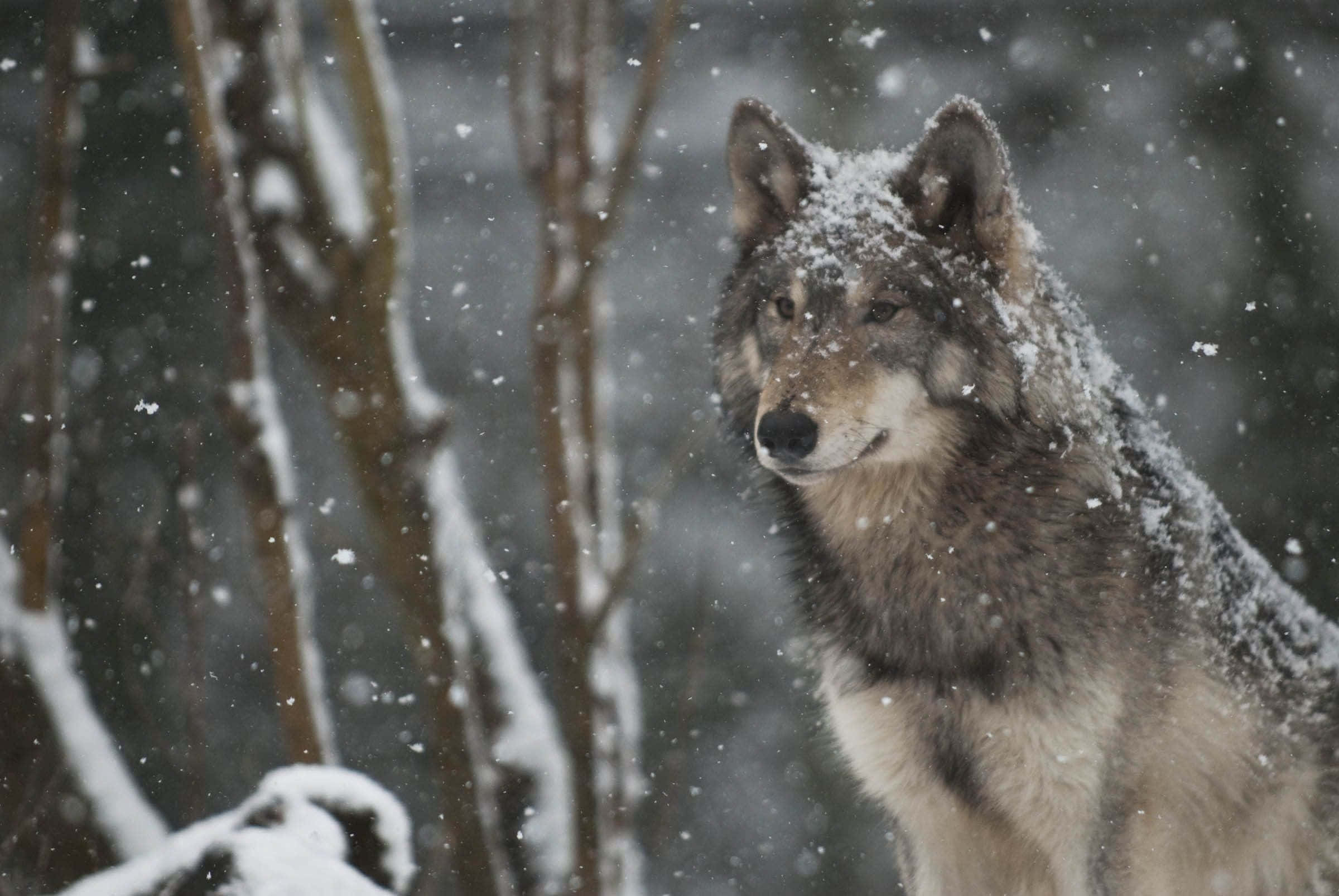 Wolf Photography 桌布 壁紙 — 一隻孤獨的狼，毛皮上沾滿雪花，在雪地森林中警覺地站著，雪花在空中飄舞。