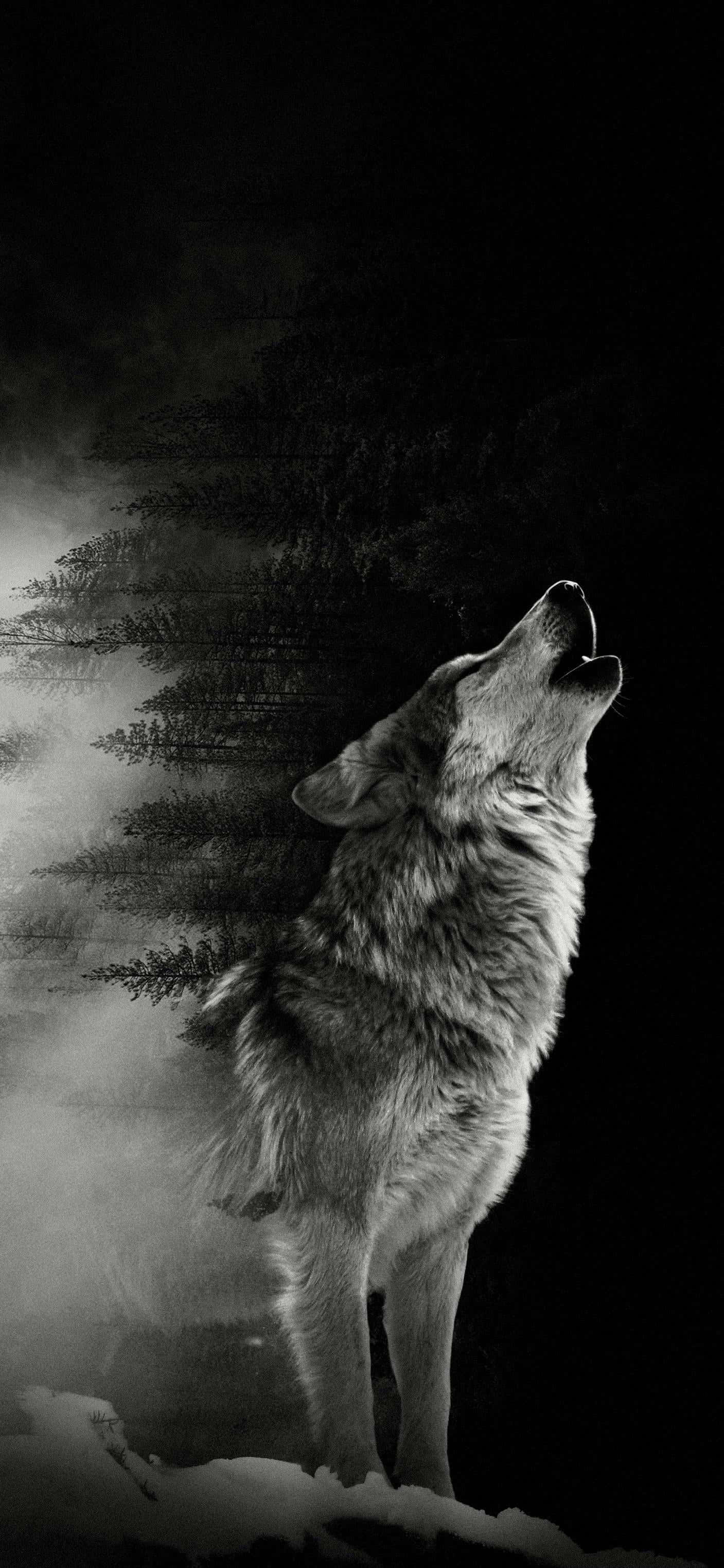 Alpha Wolf 桌布 壁紙 — 一隻孤獨的狼在夜晚的雪地森林中向上嚎叫，霧氣在其皮毛周圍旋轉。