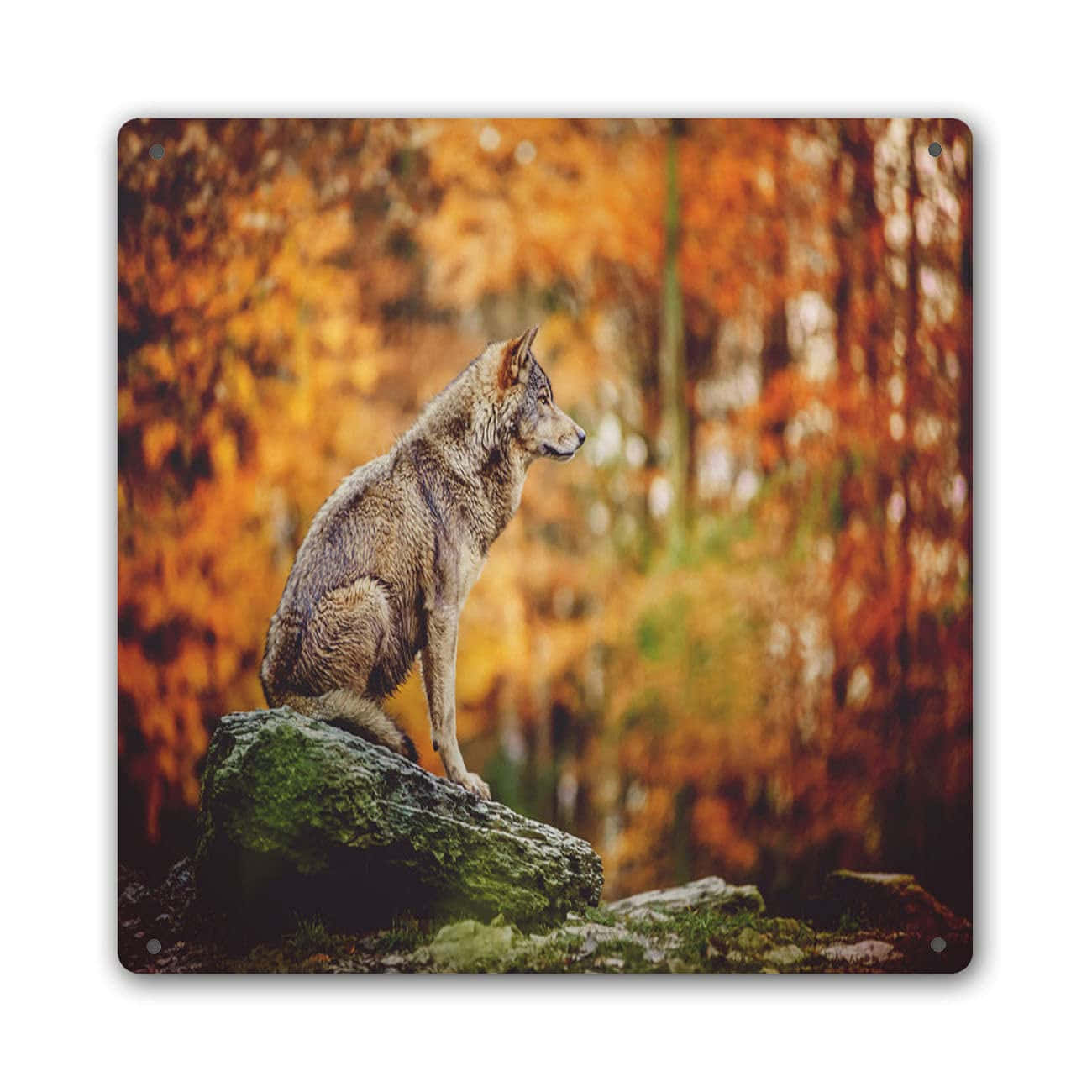 Wolf In Autumn 桌布 壁紙 — 一隻孤獨的狼警覺地坐在長滿苔蘚的石頭上，周圍是充滿金色樹葉的秋日森林。