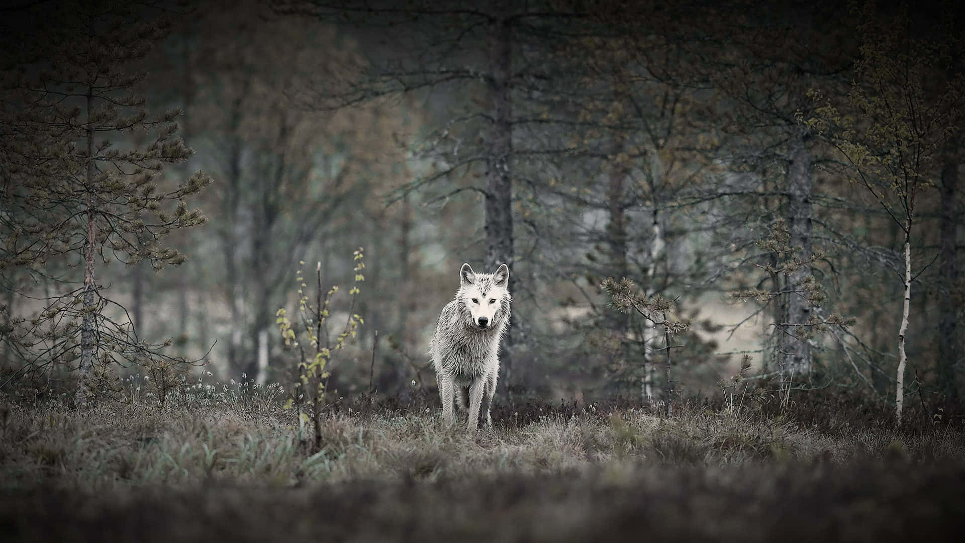 Wolf In Forest 桌布 壁紙 — 一隻孤獨的白狼在霧氣瀰漫的秋日森林中警覺地站立，周圍是光禿的樹木和柔和的土色調。