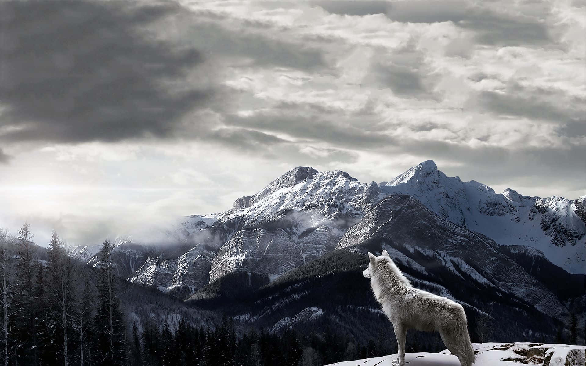 Gray Wolf 桌布 壁紙 — 一隻孤獨的白狼站在白雪覆蓋的懸崖上，俯瞰著戲劇性多雲天空下廣闊的山脈。