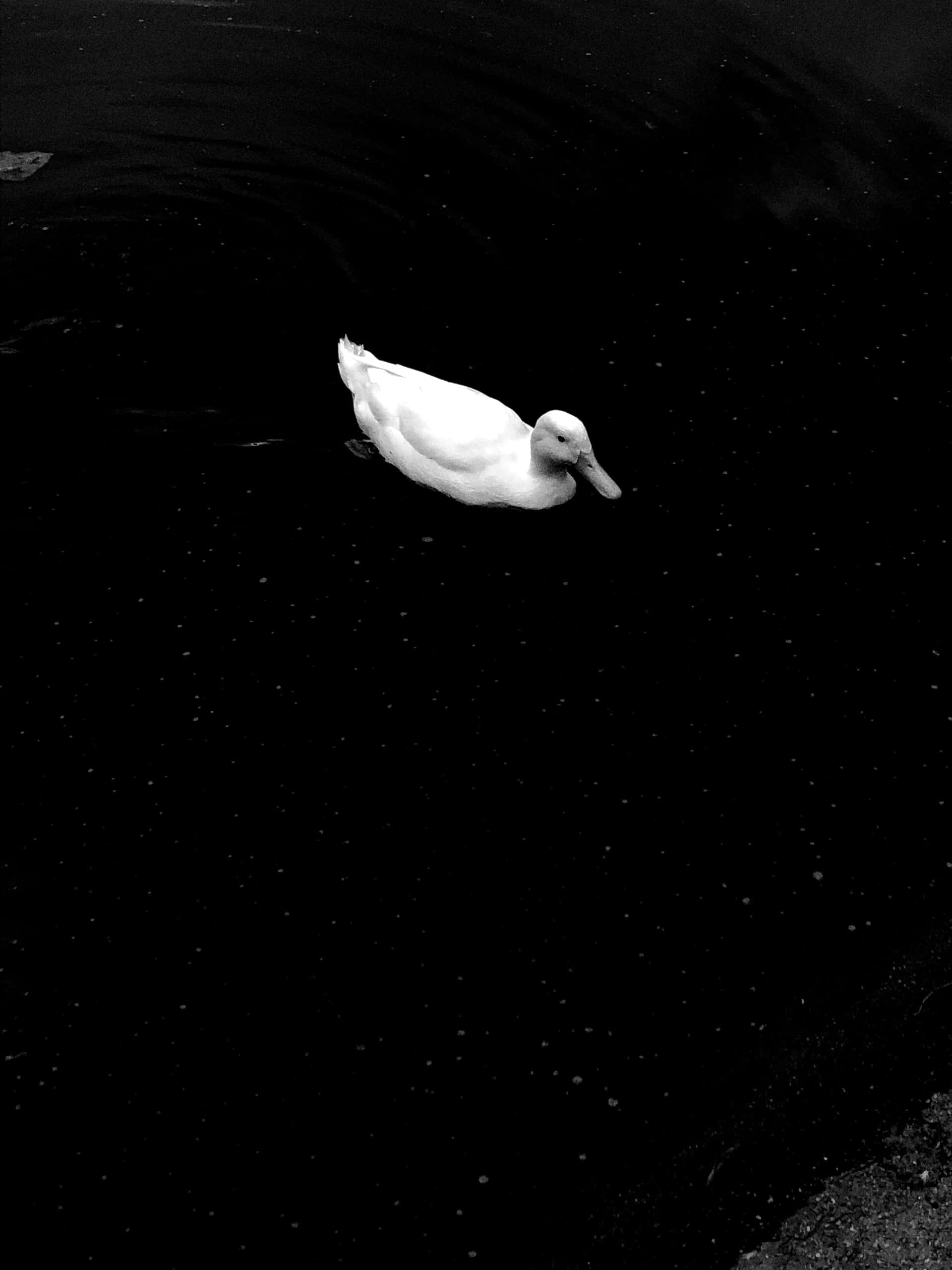 Black And White Animal 桌布 壁紙 — 一隻孤獨的白鴨在高對比度的黑白畫面中，優雅地滑過漆黑、泛起漣漪的水面。