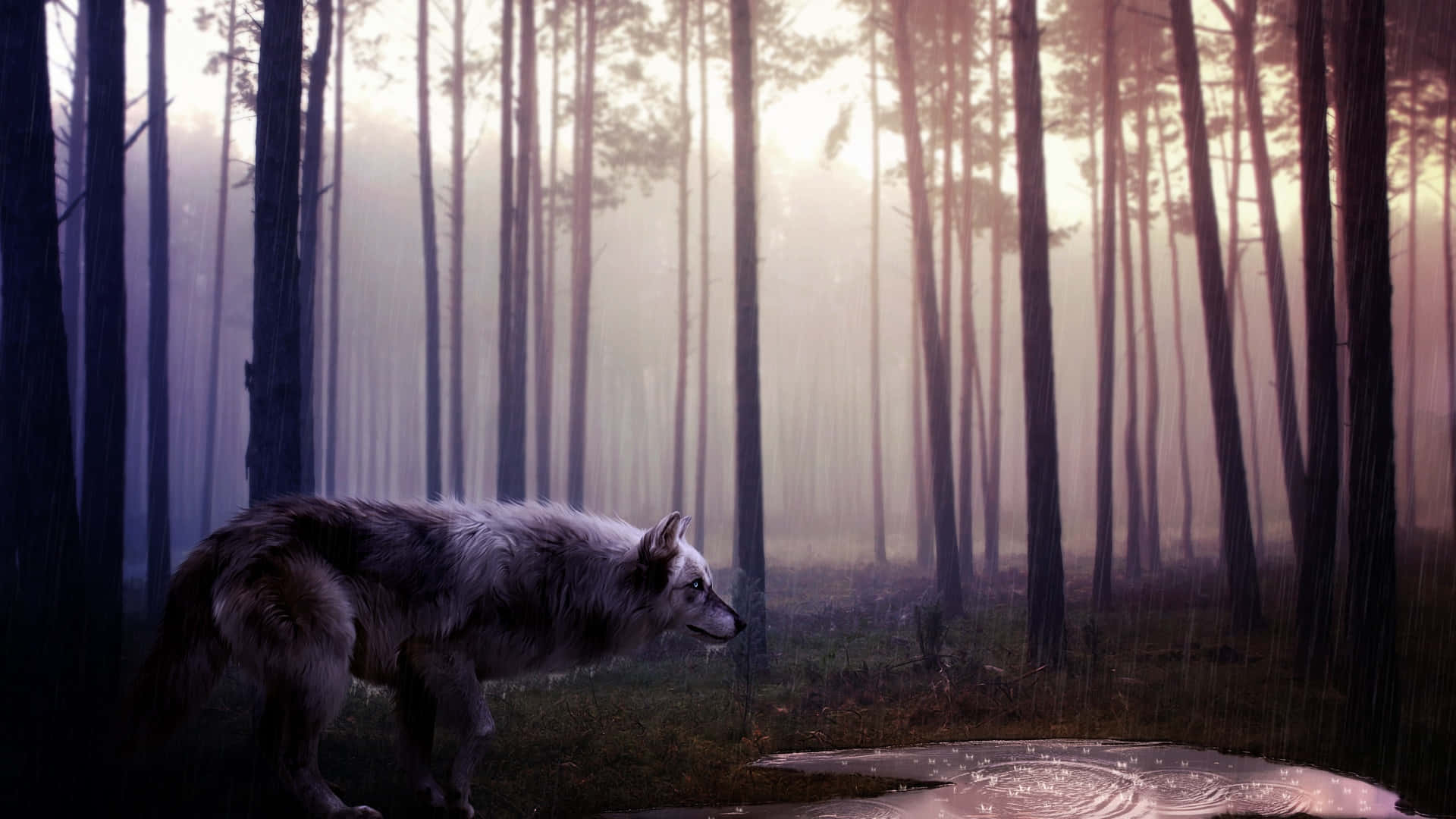 Wolf In Forest 桌布 壁紙 — 一隻孤獨的銀狼站在黎明時分薄霧籠罩的森林中，陽光穿過高大的樹木灑落下來。
