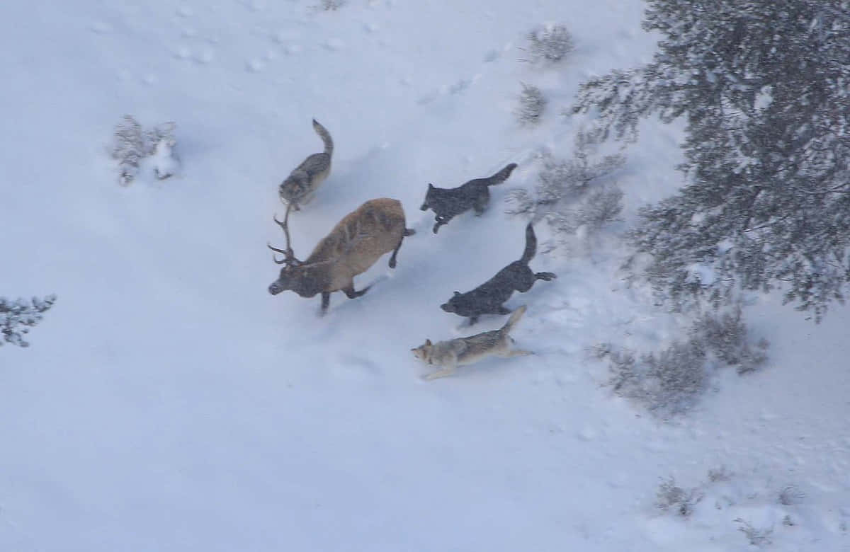 Hunting Wolves 桌布 壁紙 — 一隻孤獨的麋鹿帶着鹿角在深雪中奔跑，四隻狼在雪地森林空地追趕牠。