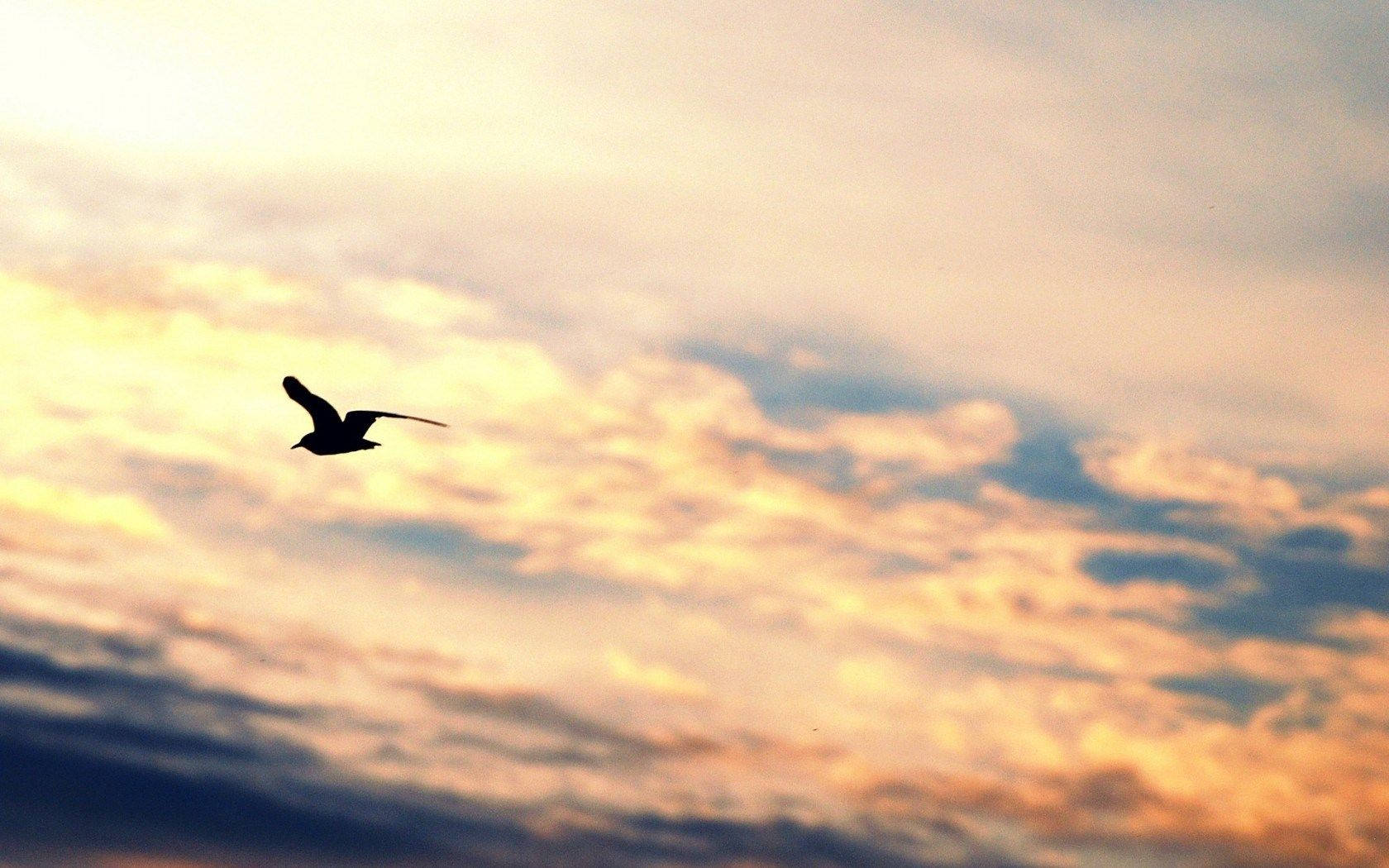 Birds Flying 桌布 壁紙 — 一隻孤鳥在剪影中翱翔，映襯著由橙色、粉紅色和藍色雲彩條紋繪成的 vibrant 日落天空。