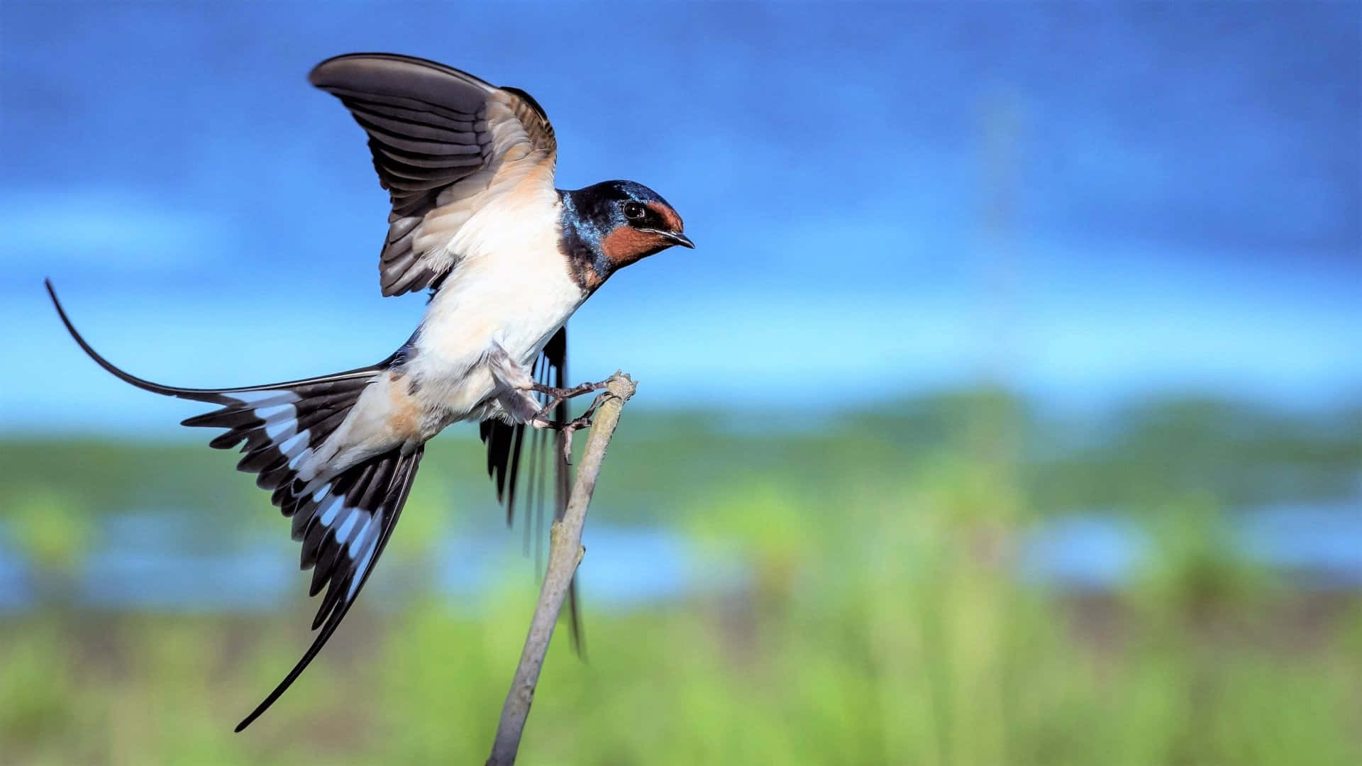 Swallow Bird 桌布 壁紙 — 一隻家燕優雅地棲息在樹枝上，背景是鮮豔的藍天和柔和的綠色模糊。