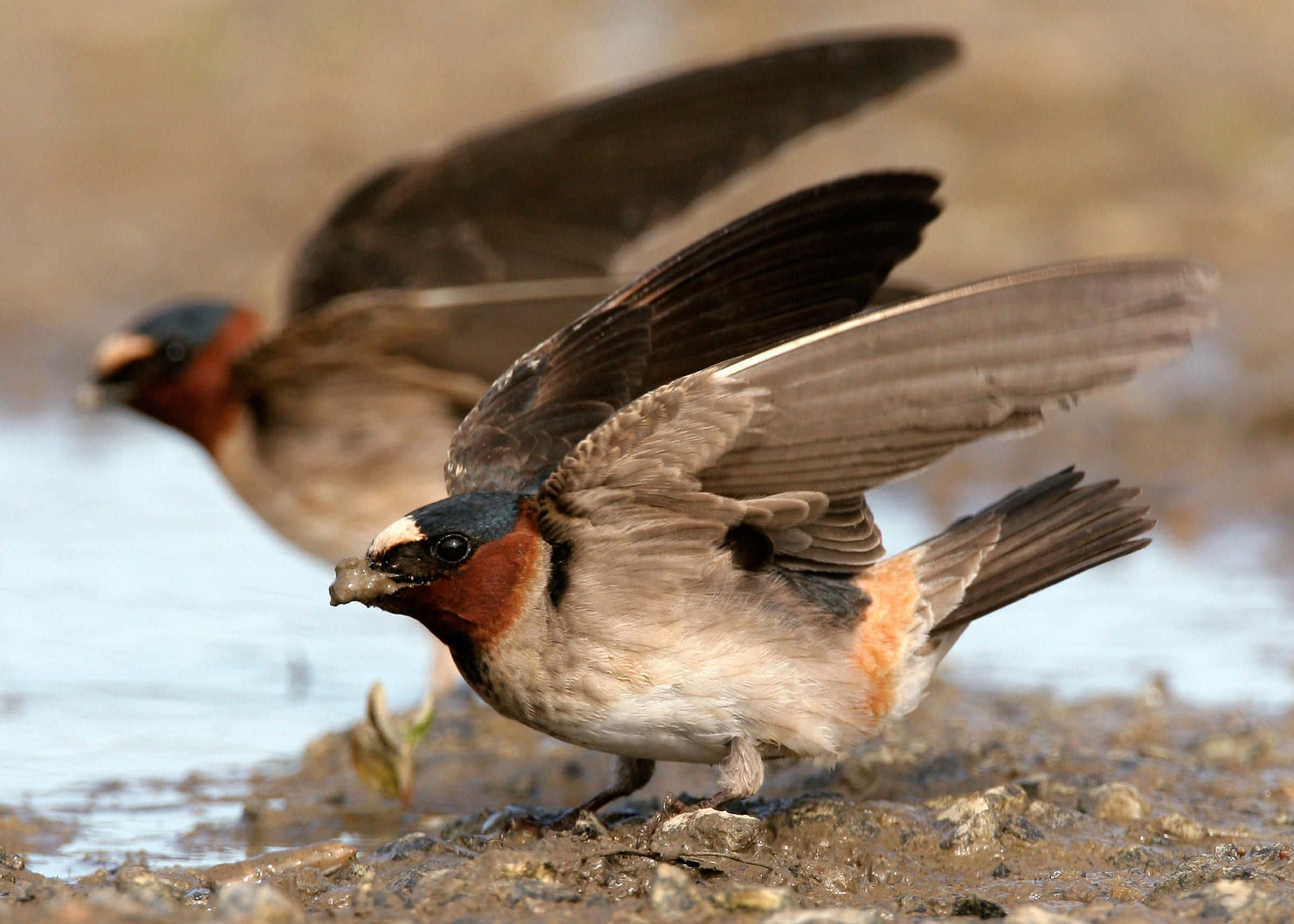 Swallow Bird 桌布 壁紙 — 一隻家燕降落在泥濘的地面上，嘴裡叼著一隻昆蟲，另一隻在附近飛翔。