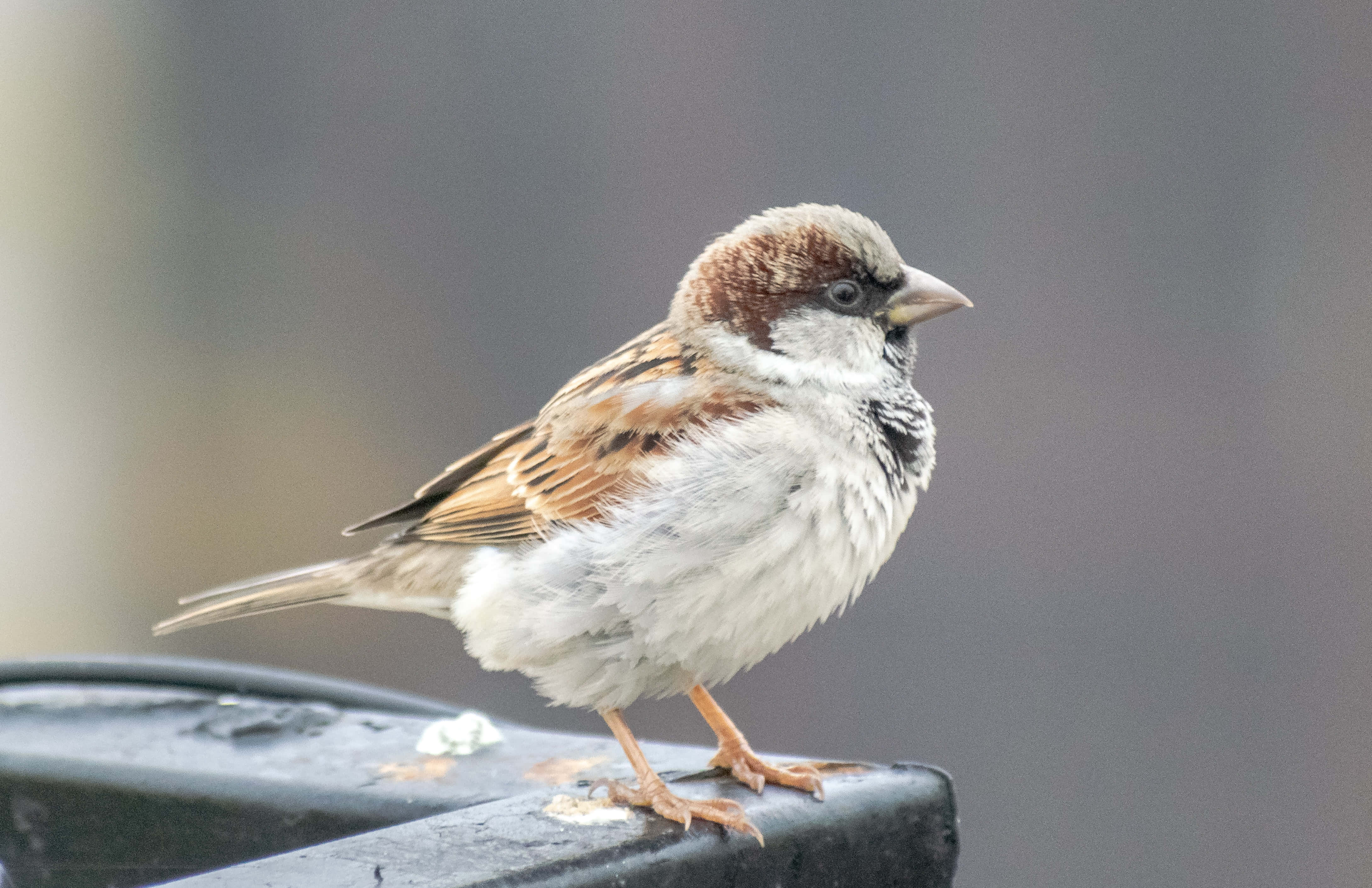sparrow 桌布 壁紙 — 一隻家麻雀棲息在深色欄杆上的特寫，背景柔和模糊。