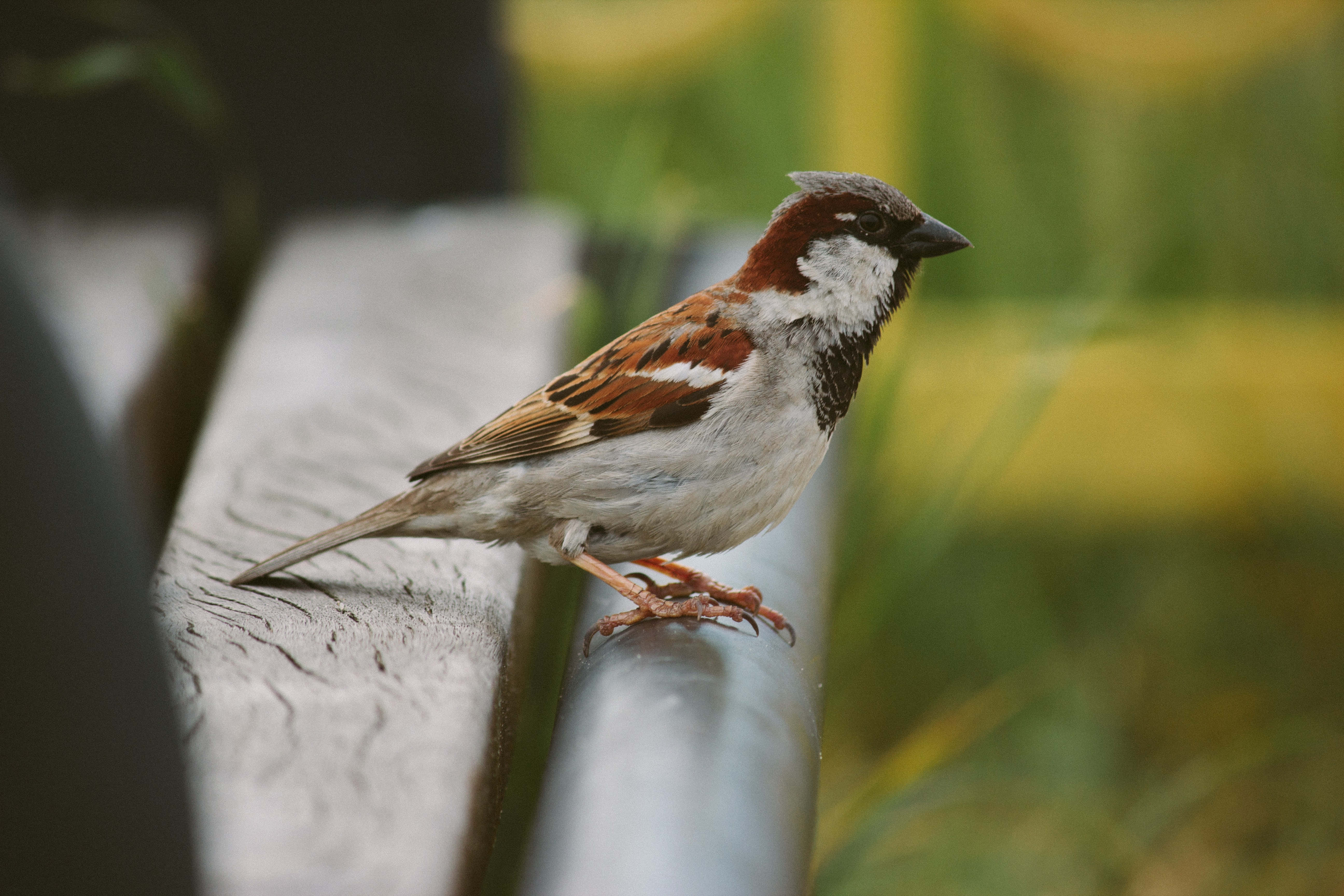 sparrow 桌布 壁紙 — 一隻家麻雀警覺地棲息在風化的木長凳上，背景是模糊的綠色和黃色樹葉。