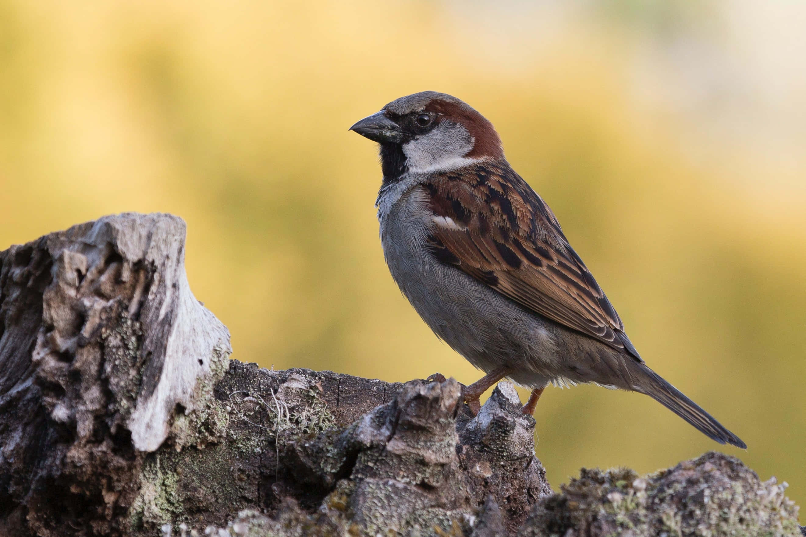 sparrow 桌布 壁紙 — 一隻家麻雀警覺地棲息在風化的樹樁上，背景是柔和的金色。