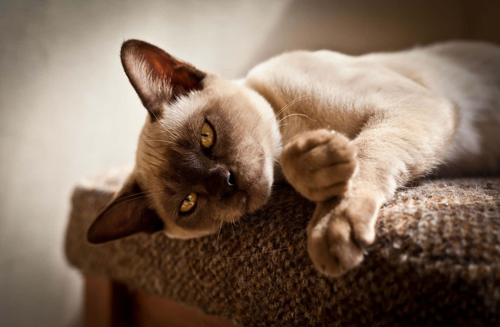 Burmese Cat 桌布 壁紙 — 一隻寧靜的暹羅貓，擁有引人注目的琥珀色眼睛，優雅地躺在有紋理的棕色墊子上，爪子輕輕地休息。