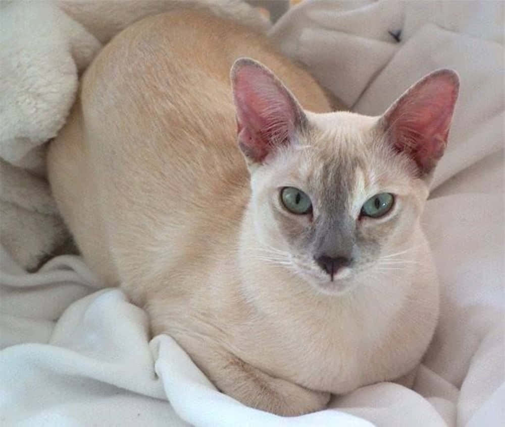 Tonkinese 桌布 壁紙 — 一隻寧靜的暹羅貓，擁有引人注目的綠色眼睛，舒適地躺在柔軟的白色毯子上。