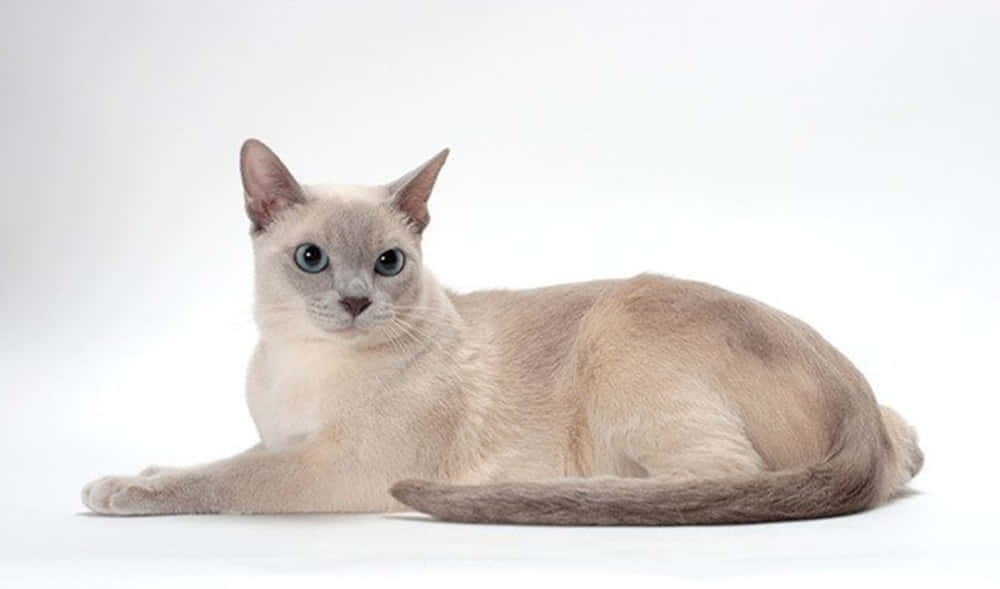 Tonkinese 桌布 壁紙 — 一隻寧靜的暹羅貓，擁有引人注目的藍色眼睛，優雅地躺在純白色工作室背景上。
