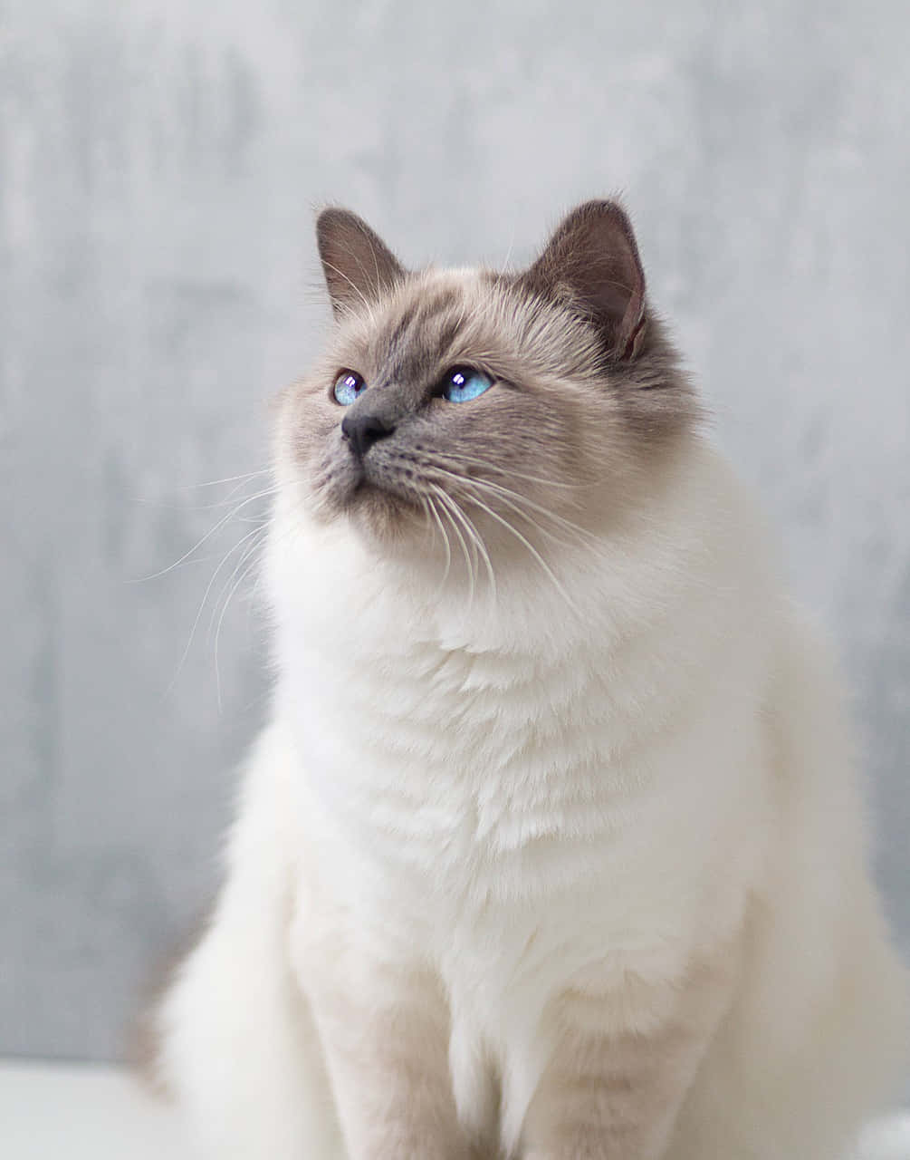 Birman 桌布 壁紙 — 一隻寧靜的暹羅貓，擁有引人注目的藍色眼睛，向上凝視著柔軟的灰色紋理牆壁。
